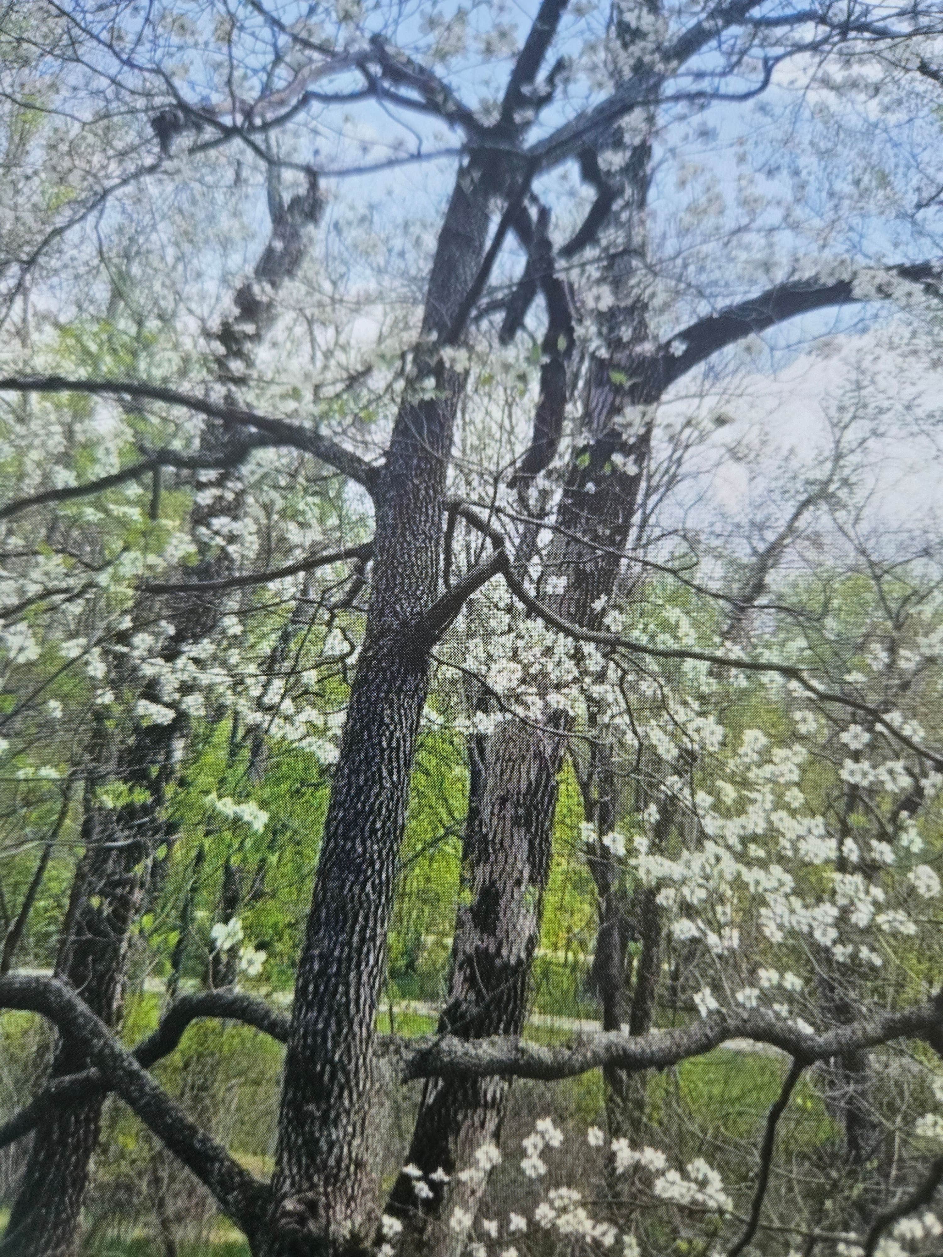 onondoga Cave State Park