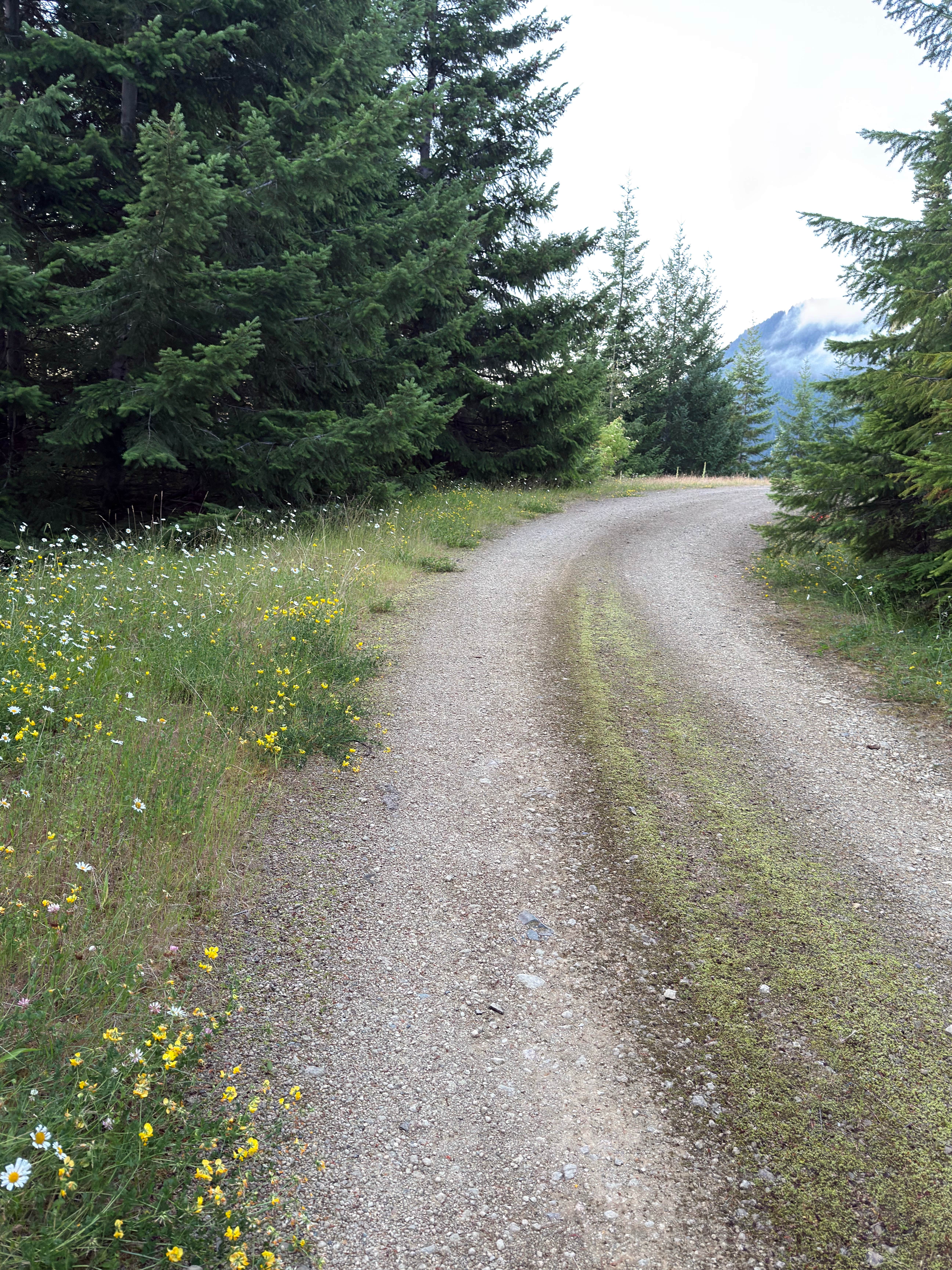 Camper-submitted photo at Open Space on Forest Road 7320 near Bonney Lake, WA
