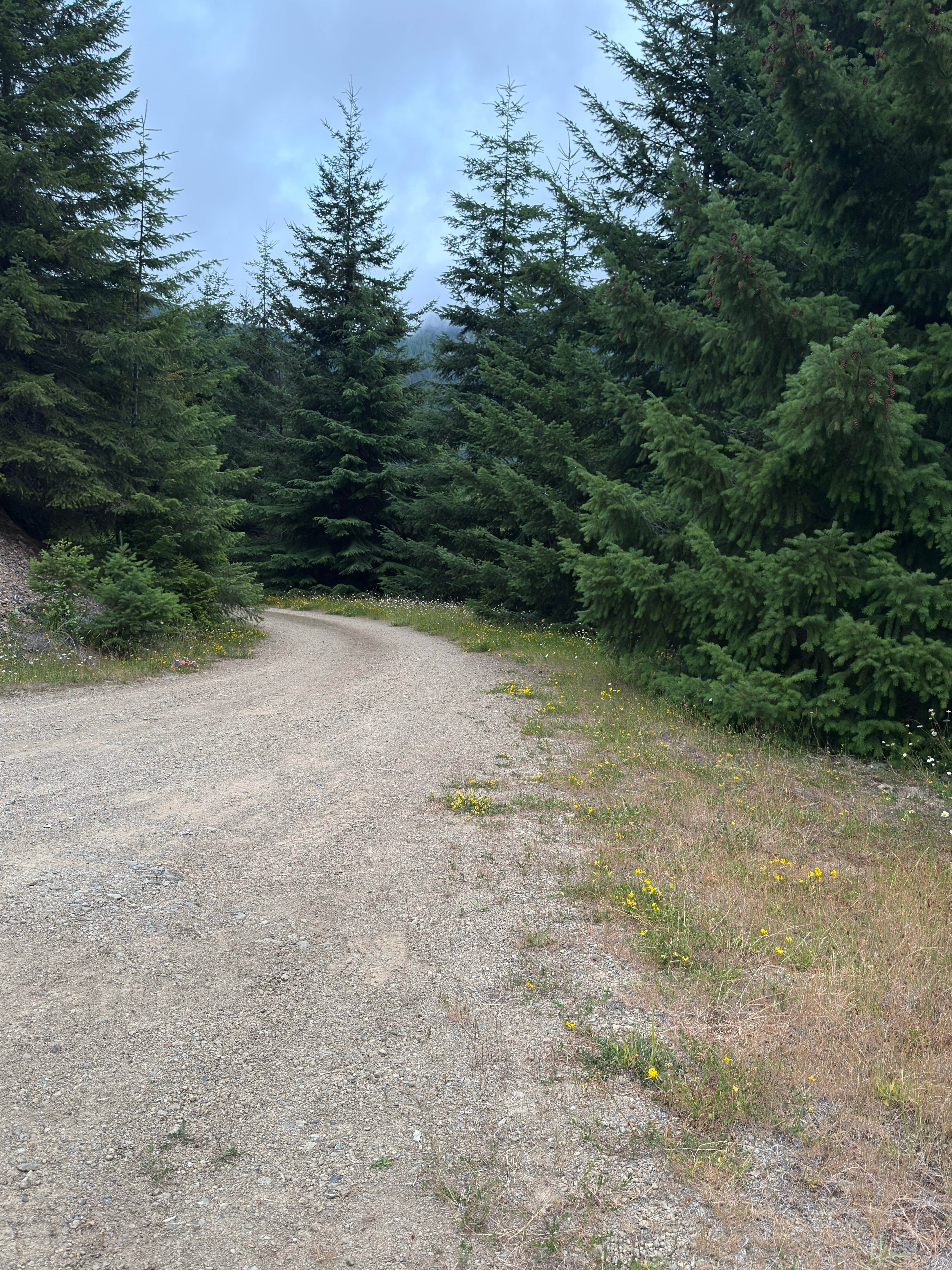 Camper-submitted photo at Open Space on Forest Road 7320 near Bonney Lake, WA