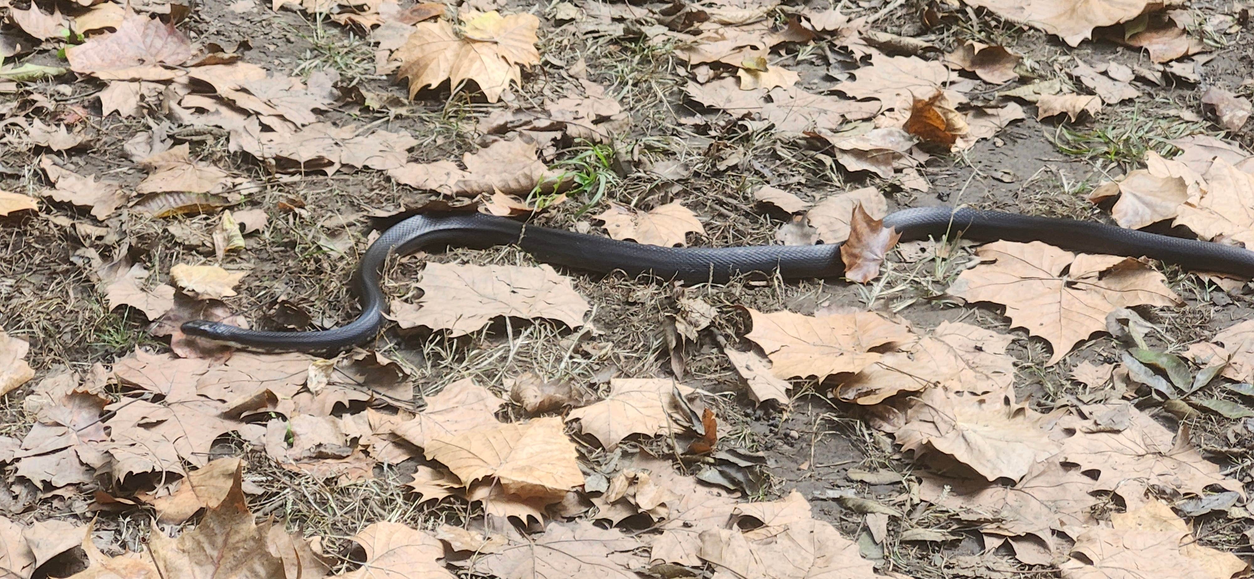 Camper-submitted photo at Opequon Junction Hiker-biker Overnight Campsite — Chesapeake and Ohio Canal National Historical Park near Smithsburg, MD