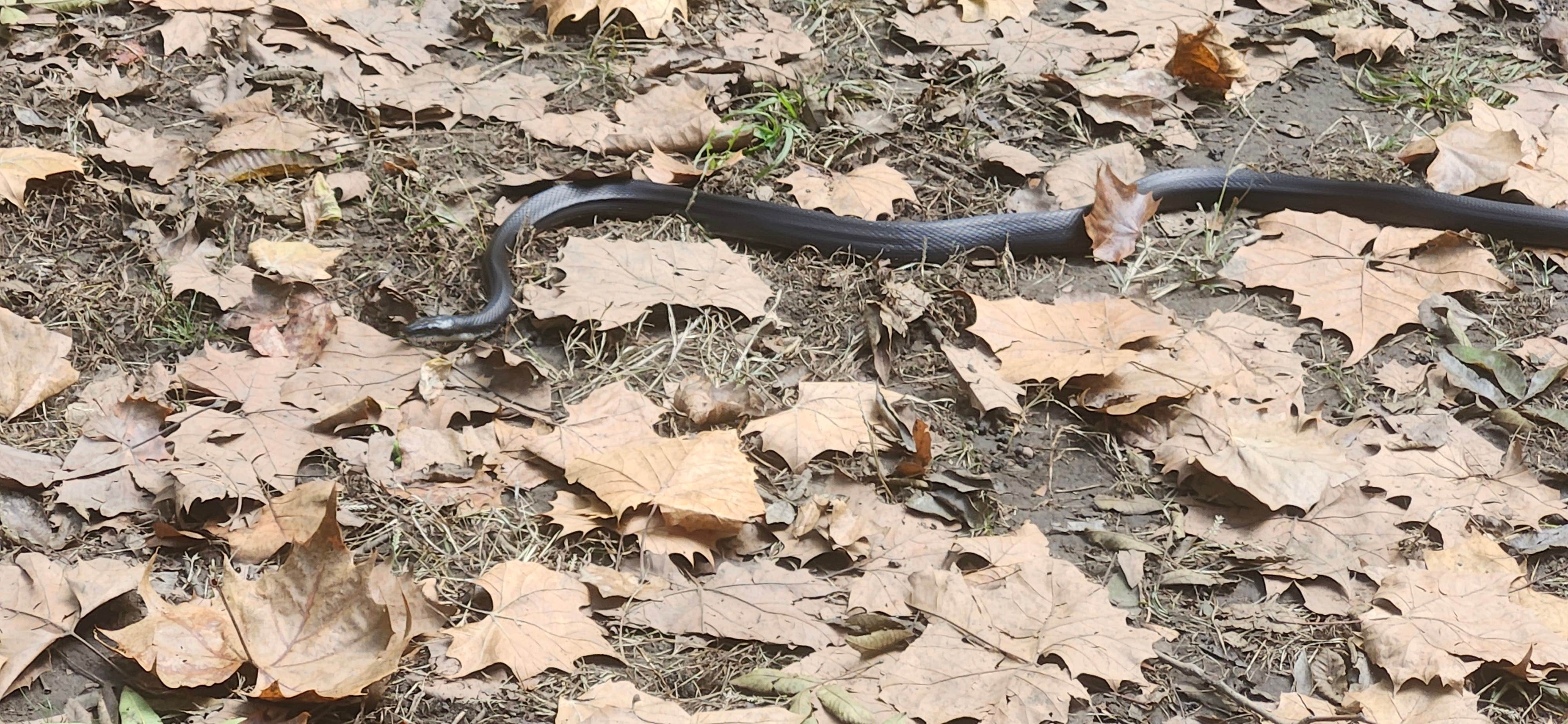 Camper-submitted photo at Opequon Junction Hiker-biker Overnight Campsite — Chesapeake and Ohio Canal National Historical Park near Smithsburg, MD