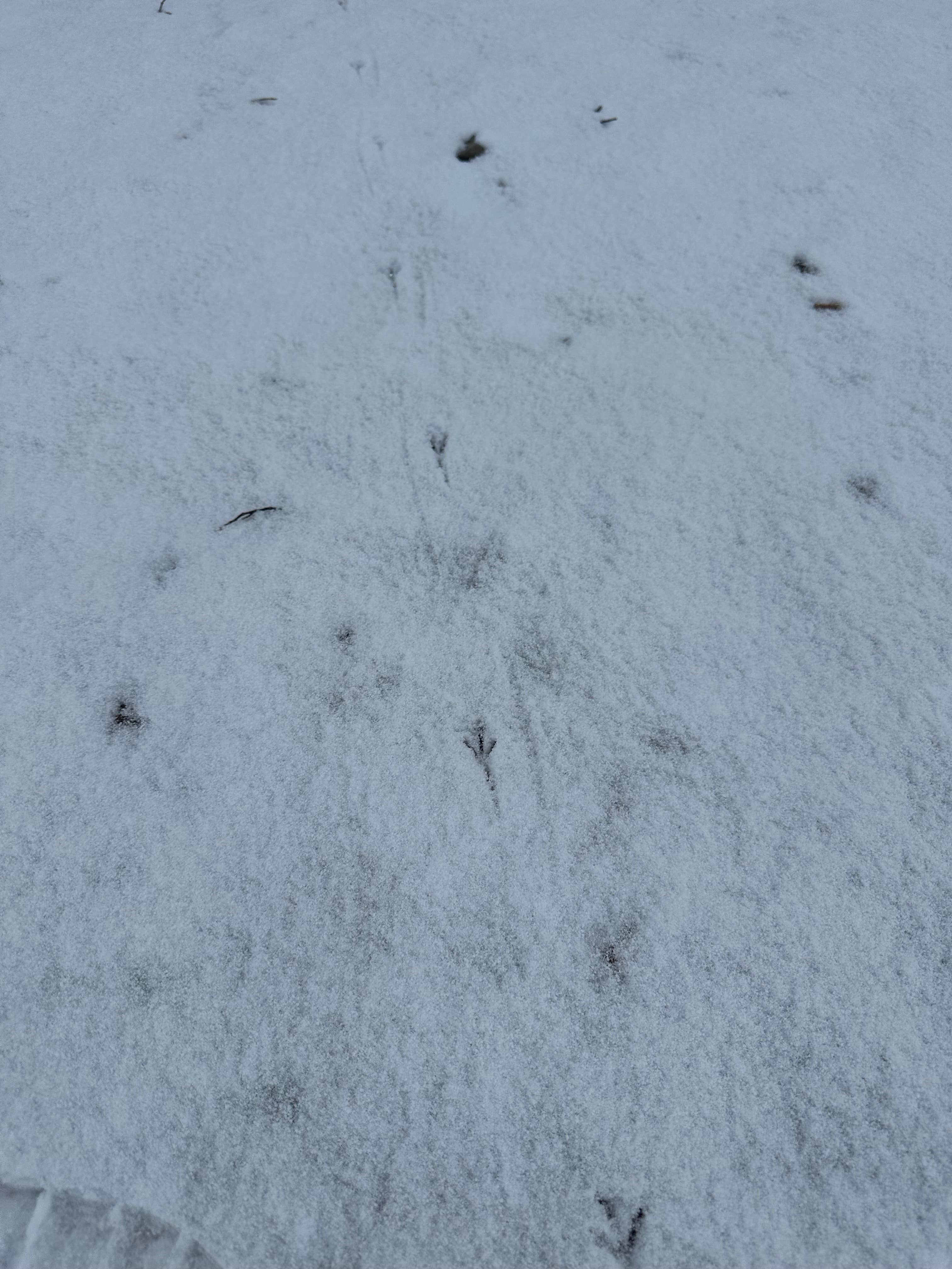 Camper-submitted photo at Oregan Wilderness Dispersed near Angostura, NM