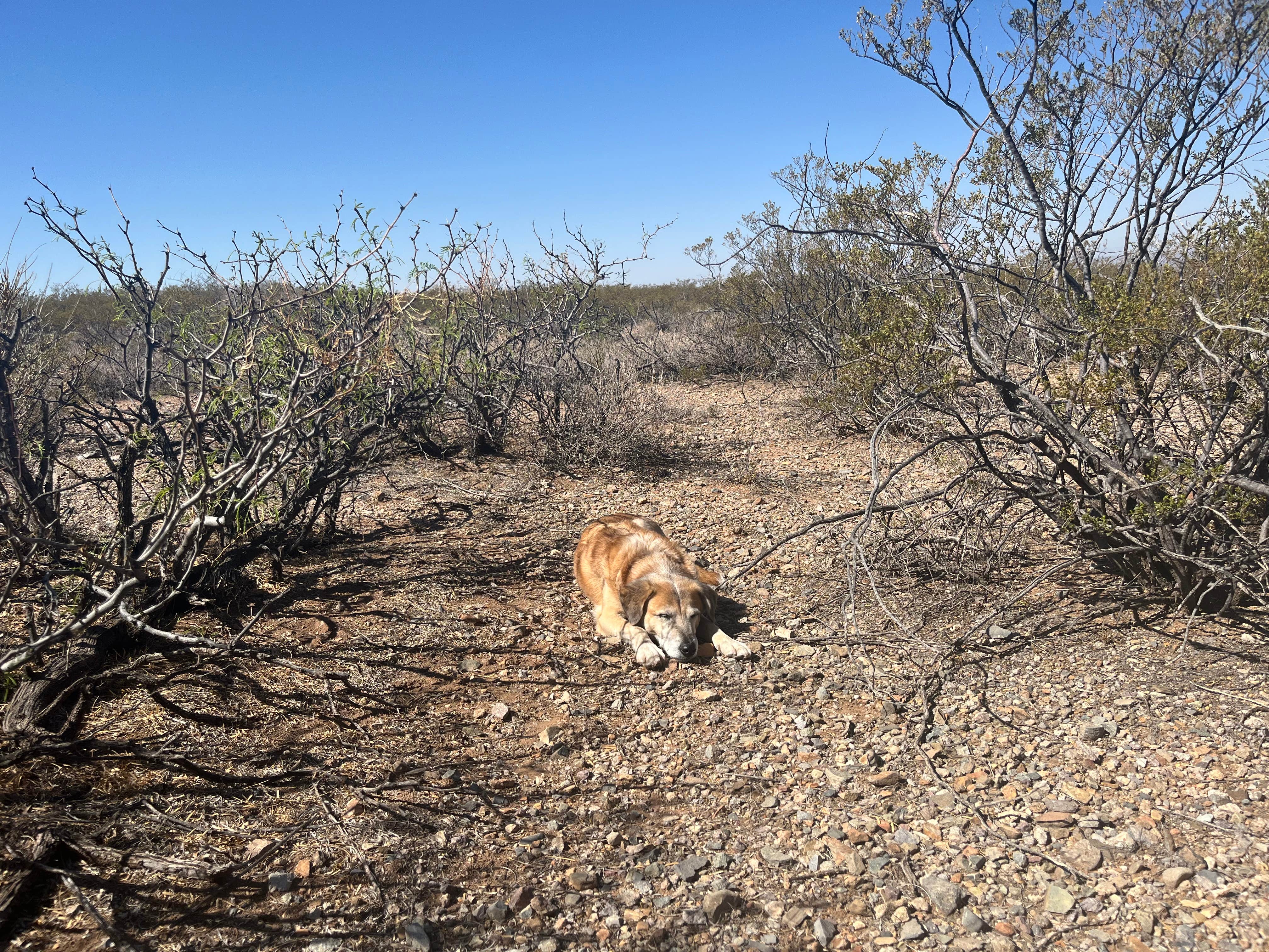 Jonathan E.'s photo of camping with pets at Oregan Wilderness Dispersed near Canutillo, TX