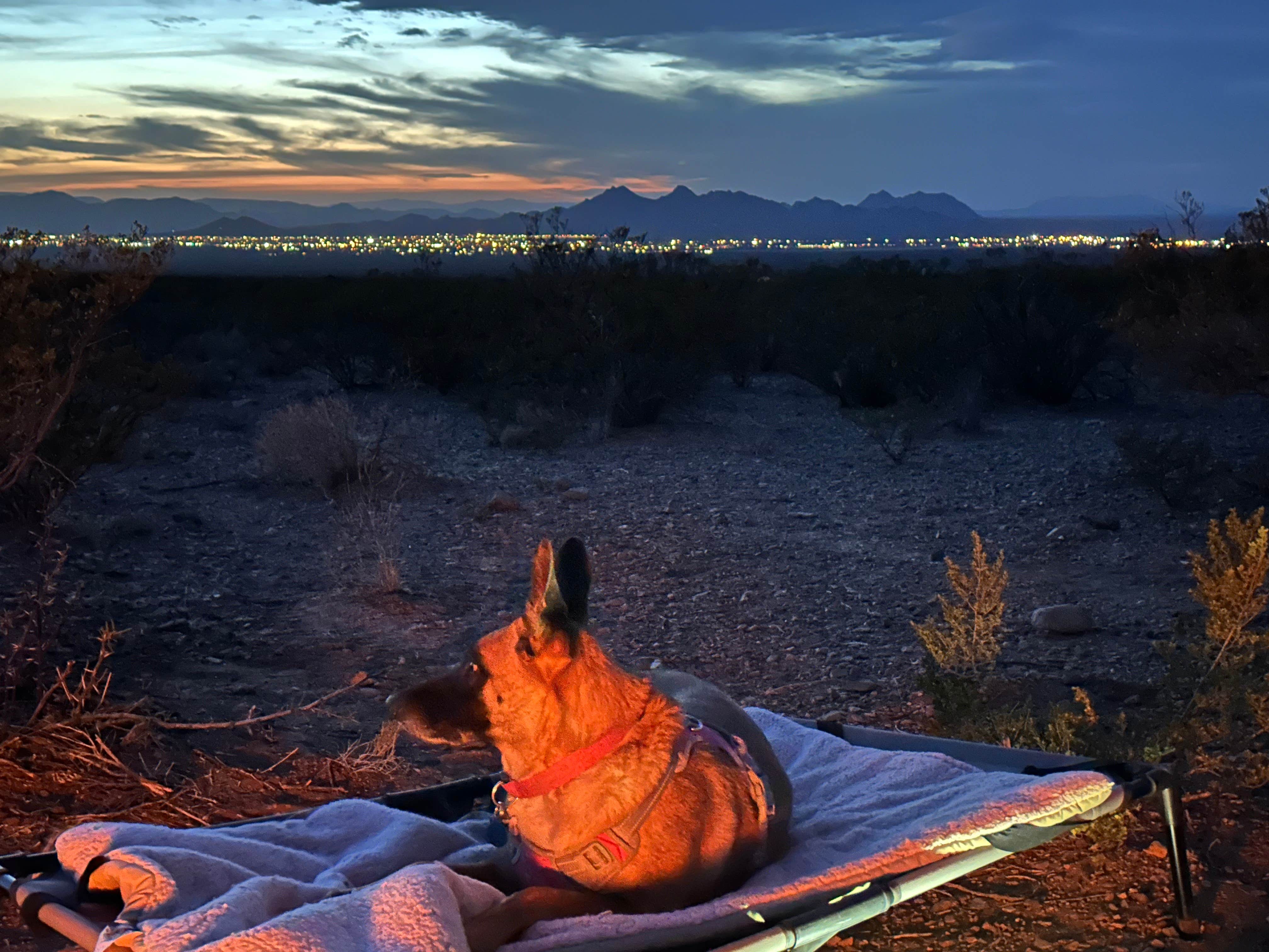 Mike M.'s photo of camping with pets at Oregan Wilderness Dispersed near El Paso, TX