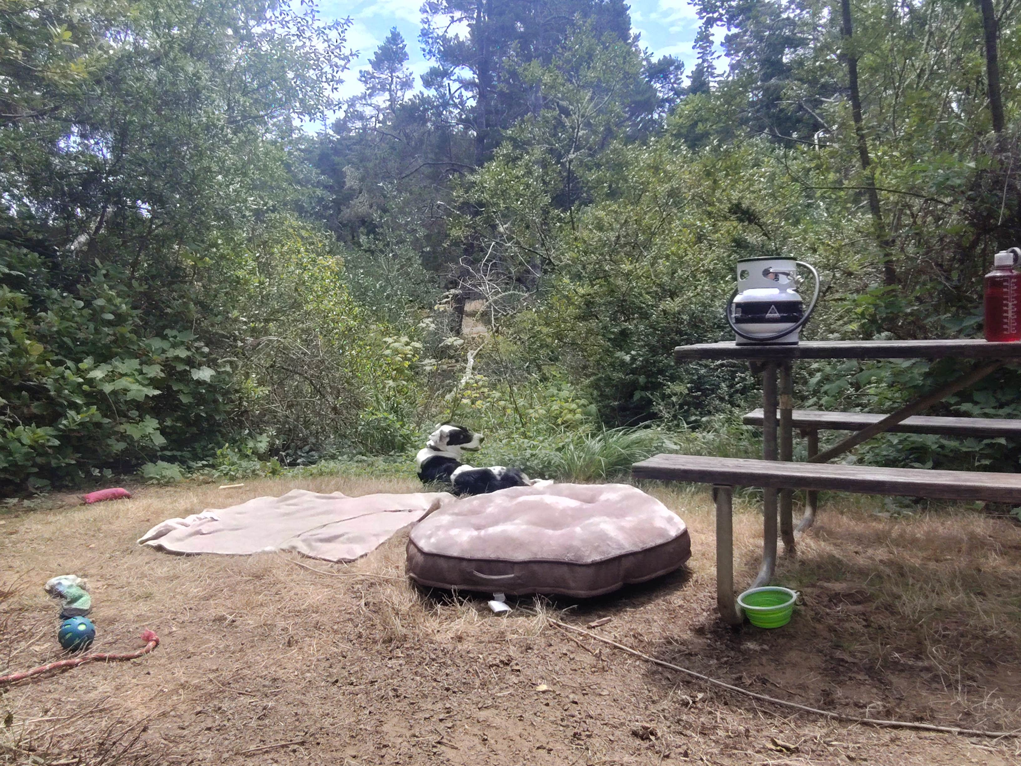 James R.'s photo of camping with pets at Alder Dune Campground near Yachats, OR