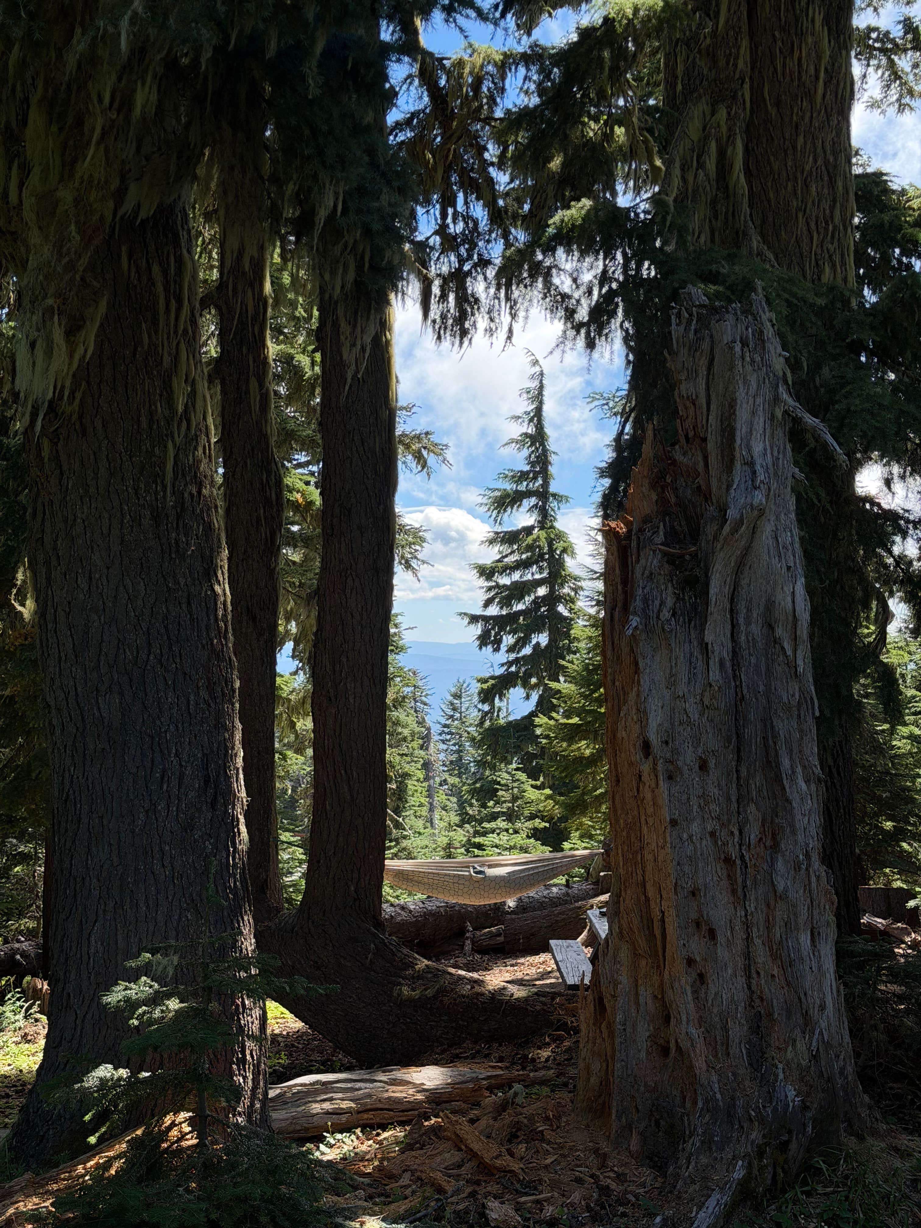 Camper-submitted photo at Alpine near Mt. Hood National Forest