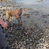 Review photo of Armitage Park & Campground - a Lane County Park by Tracy M., April 26, 2026