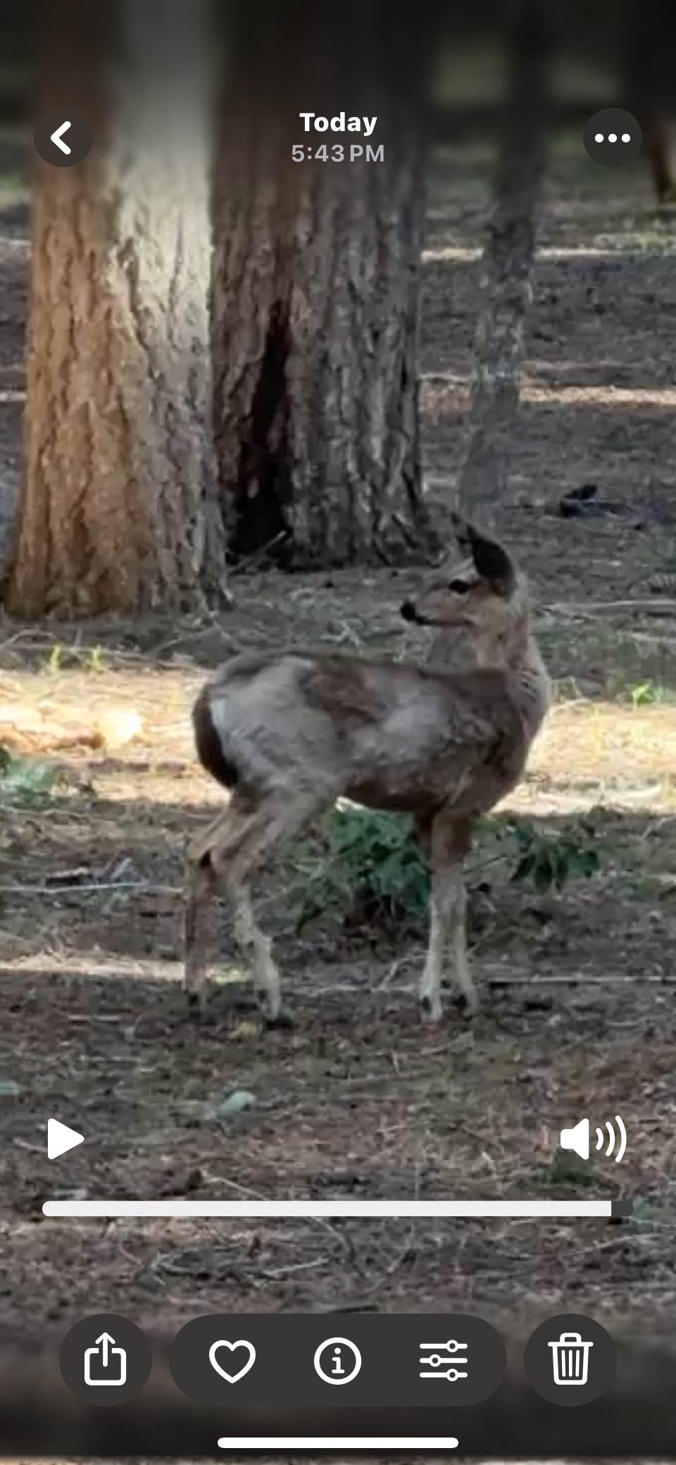 Lowell S.'s photo of camping with pets at Aspen Point (lake of The Woods, Or) near Chiloquin, OR