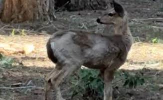 Lowell S.'s photo of camping with pets at Aspen Point (lake of The Woods, Or) near Tulelake, CA
