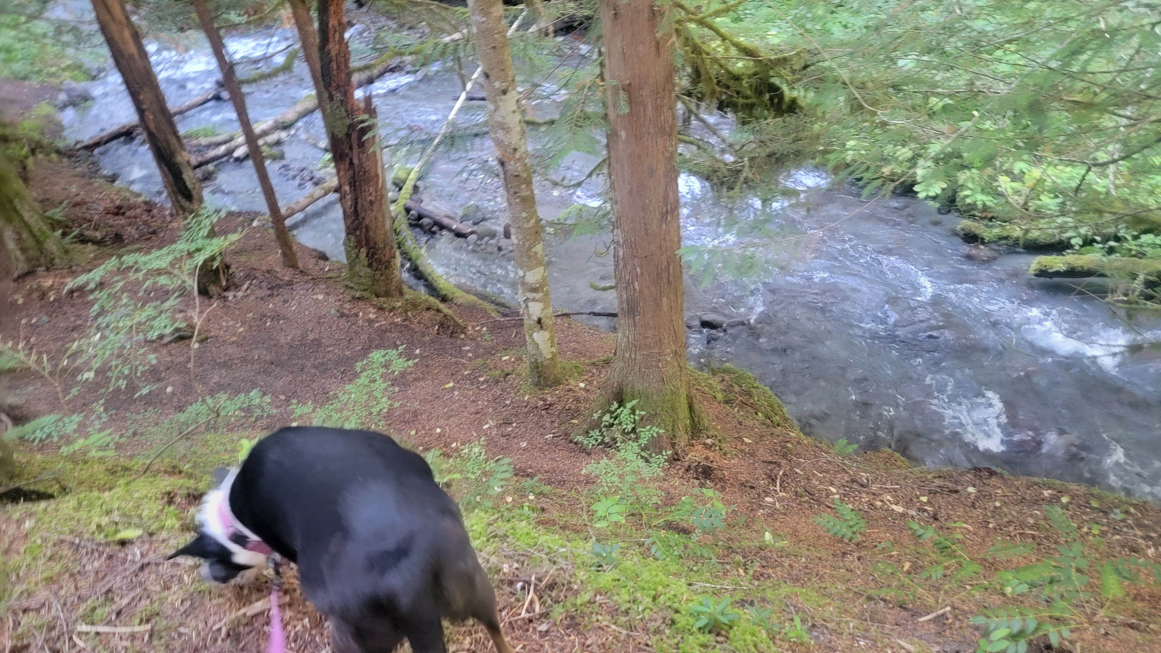 Camper-submitted photo at 39 Rd Dispersed Site near Welches, OR