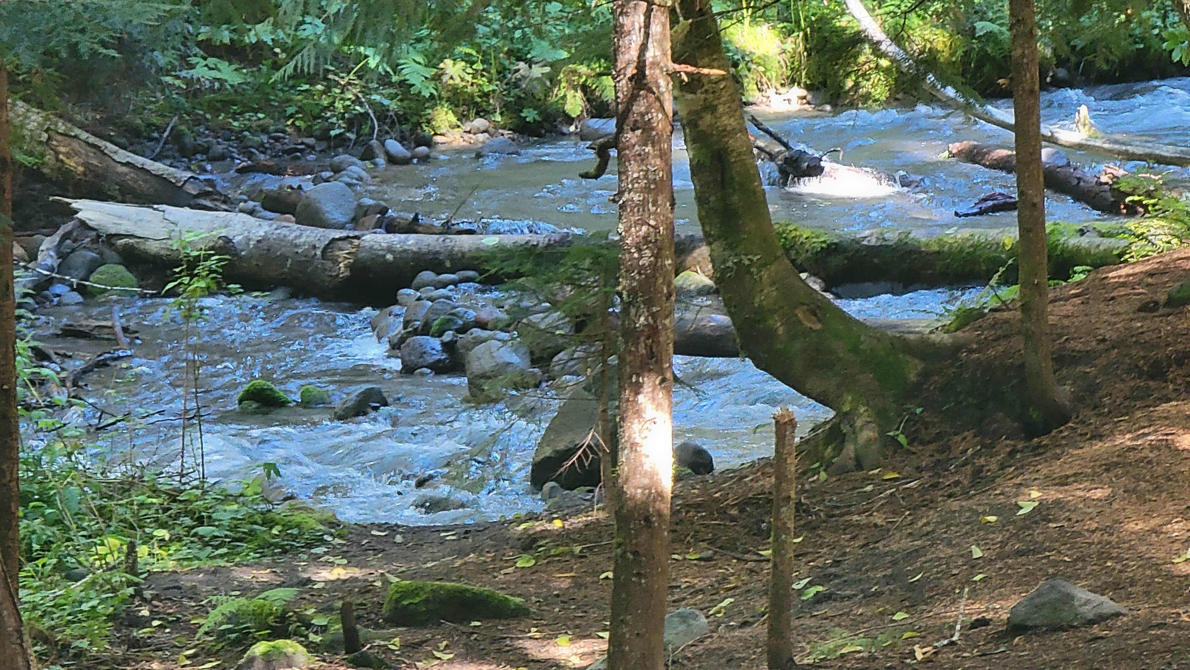 Camper-submitted photo at 39 Rd Dispersed Site near Welches, OR