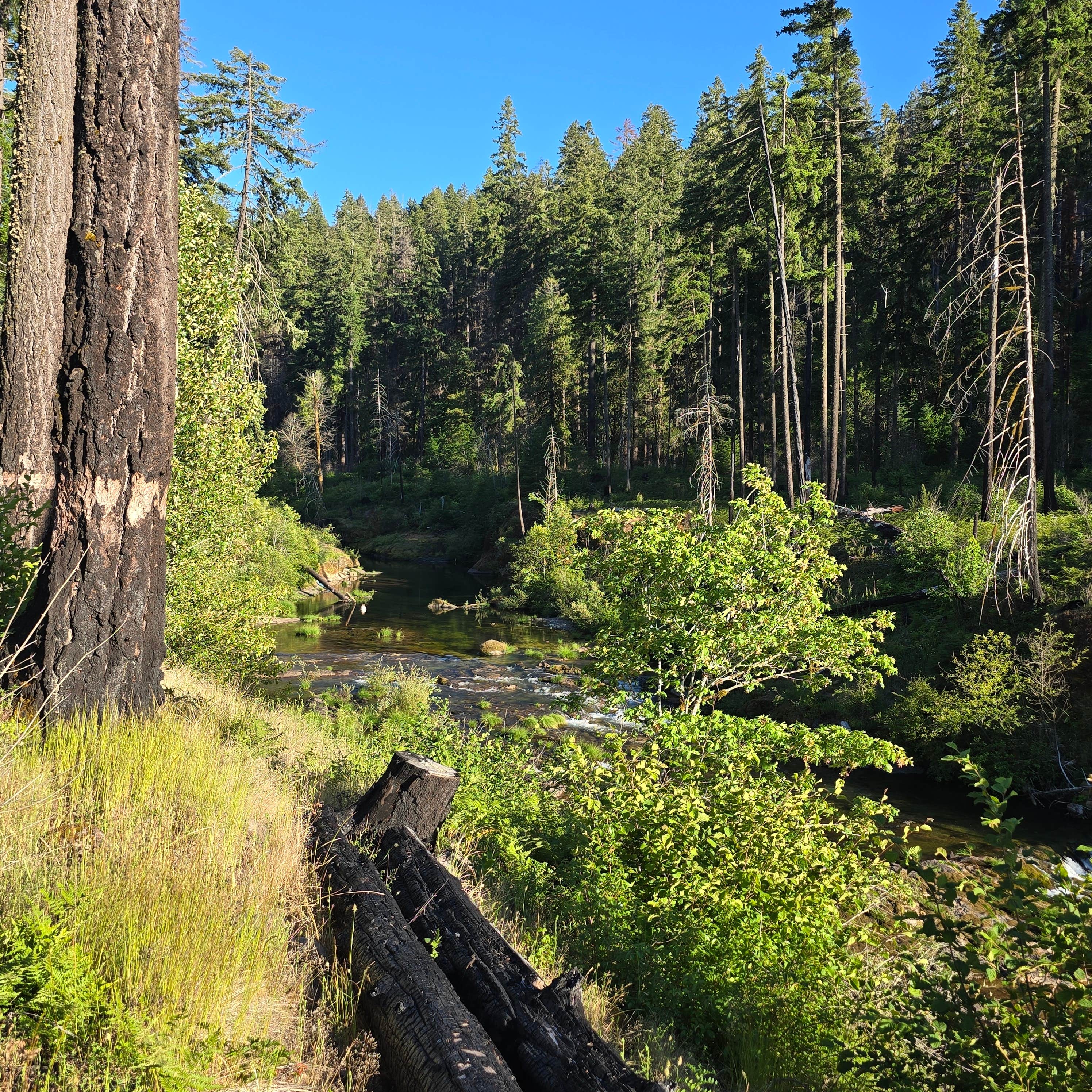 Camper-submitted photo at Bedrock Campground near Lowell, OR