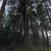 Review photo of Beverly Beach State Park Campground by Brendan H., December 16, 2025