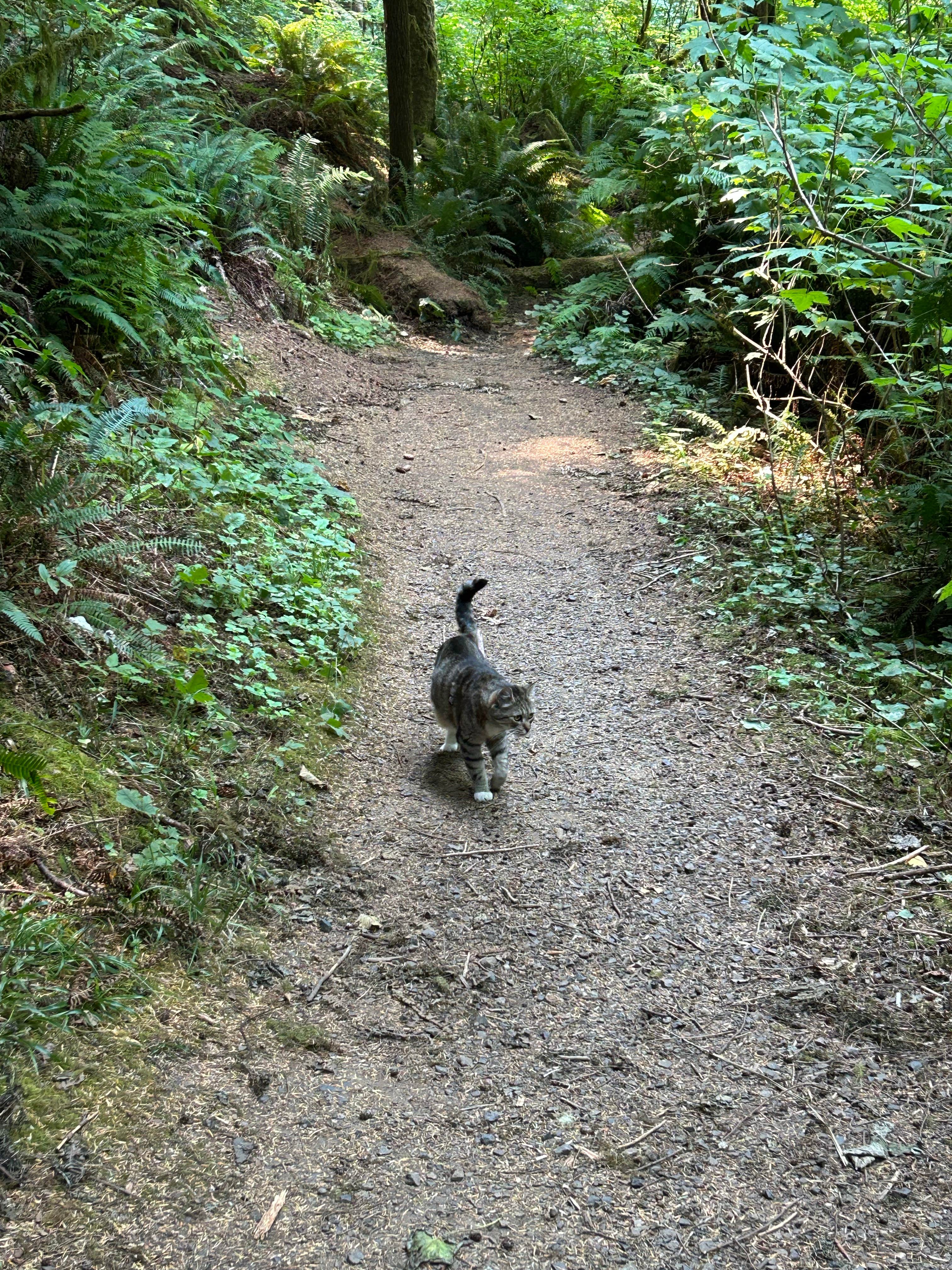 mitzi M.'s photo of camping with pets at Beverly Beach State Park Campground near Philomath, OR