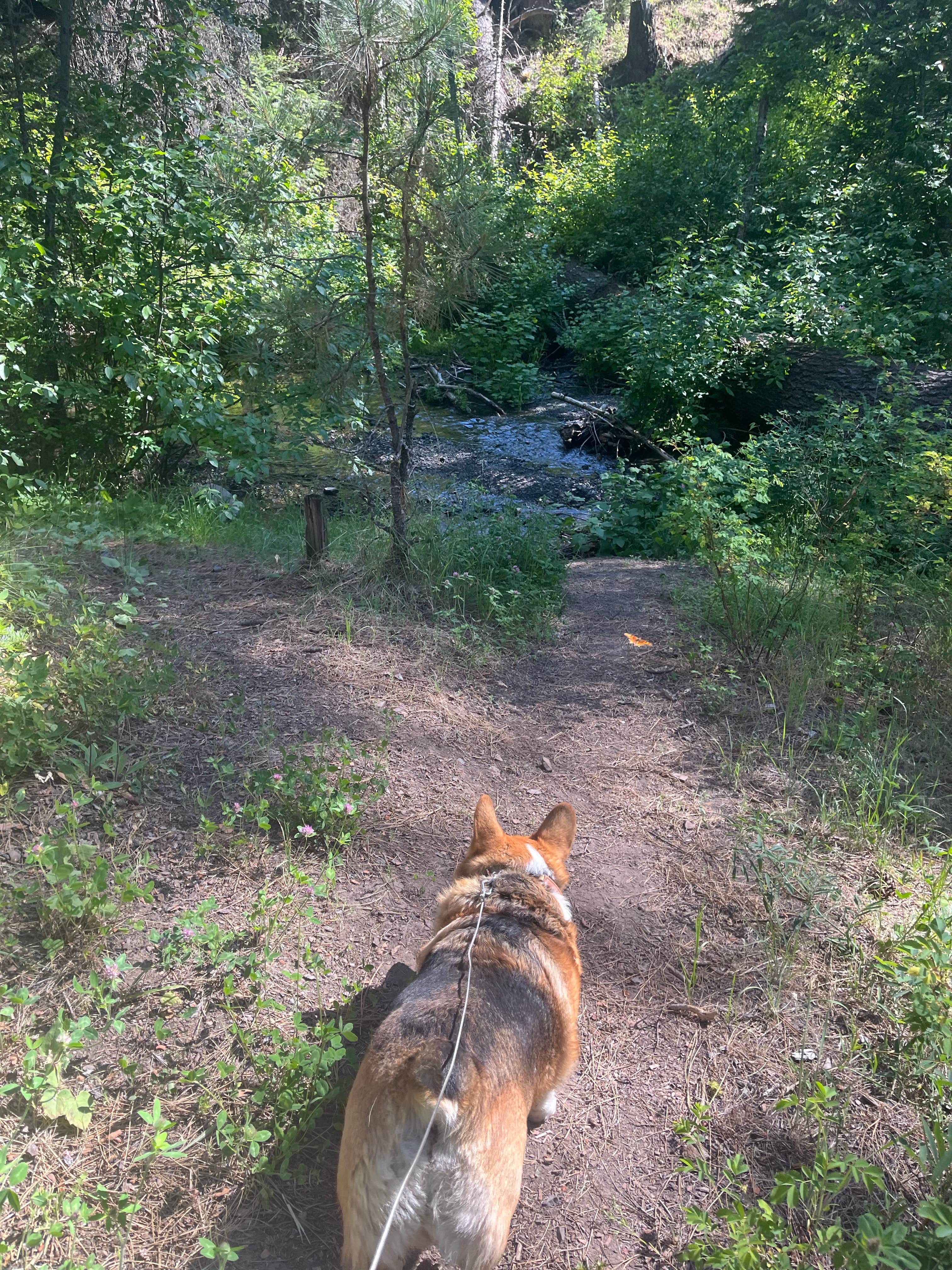 Camper submitted image from Billy Fields Forest Camp - 4