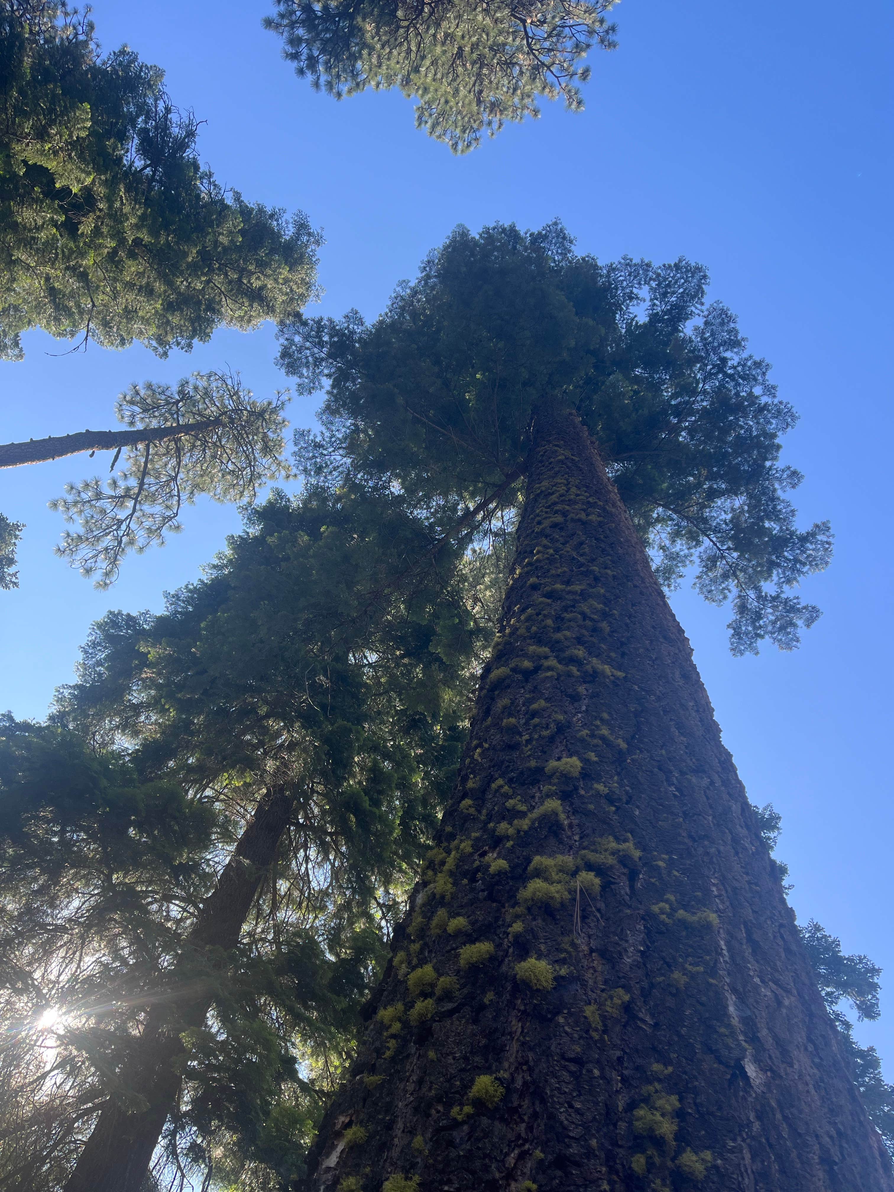Camper submitted image from Billy Fields Forest Camp - 1