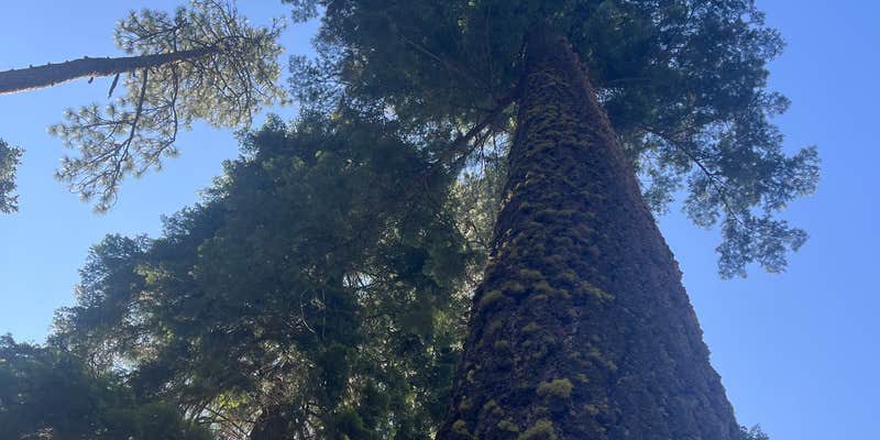 Camper submitted image from Billy Fields Forest Camp