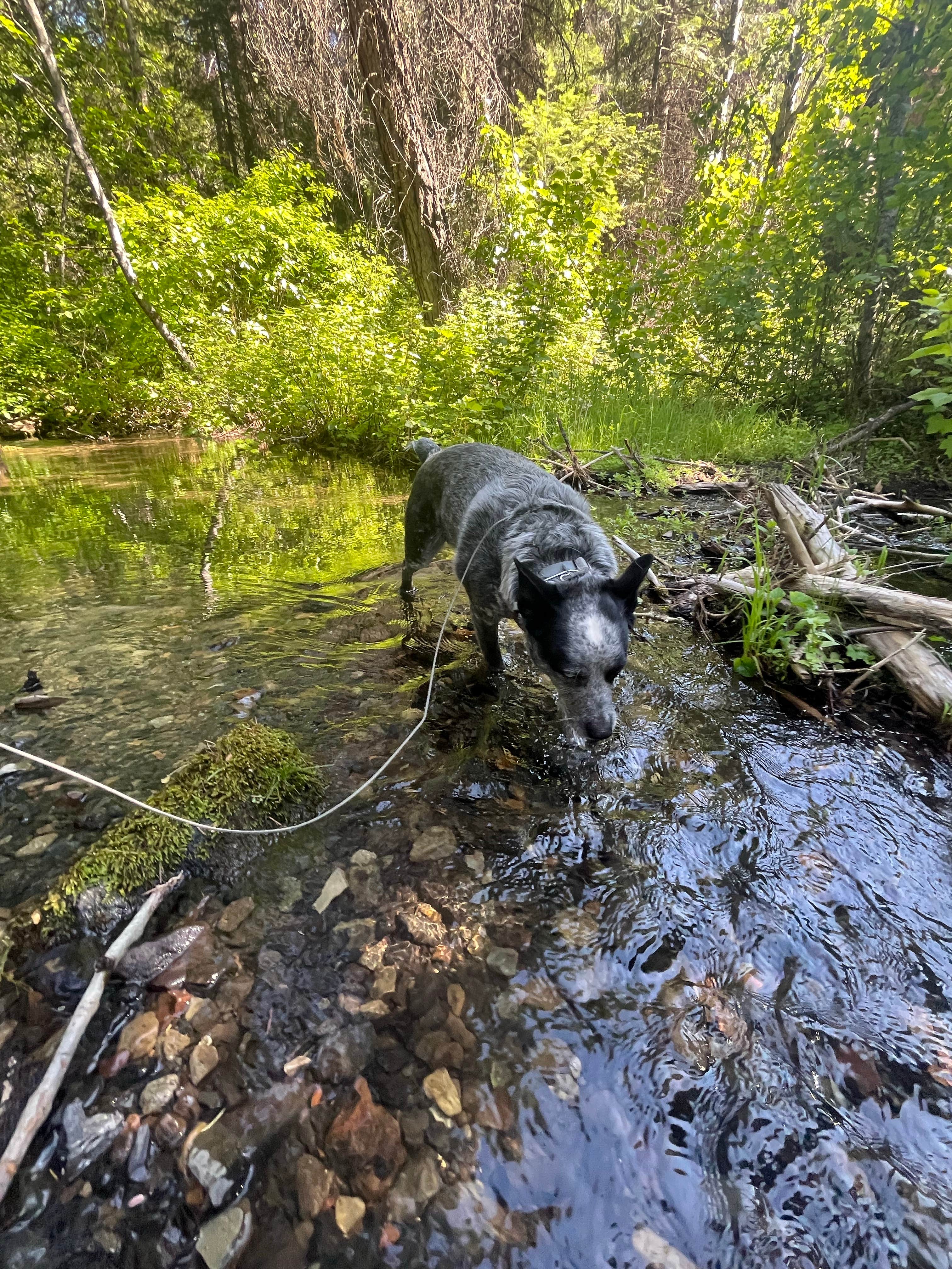 Camper-submitted photo at Billy Fields Forest Camp near Kimberly, OR