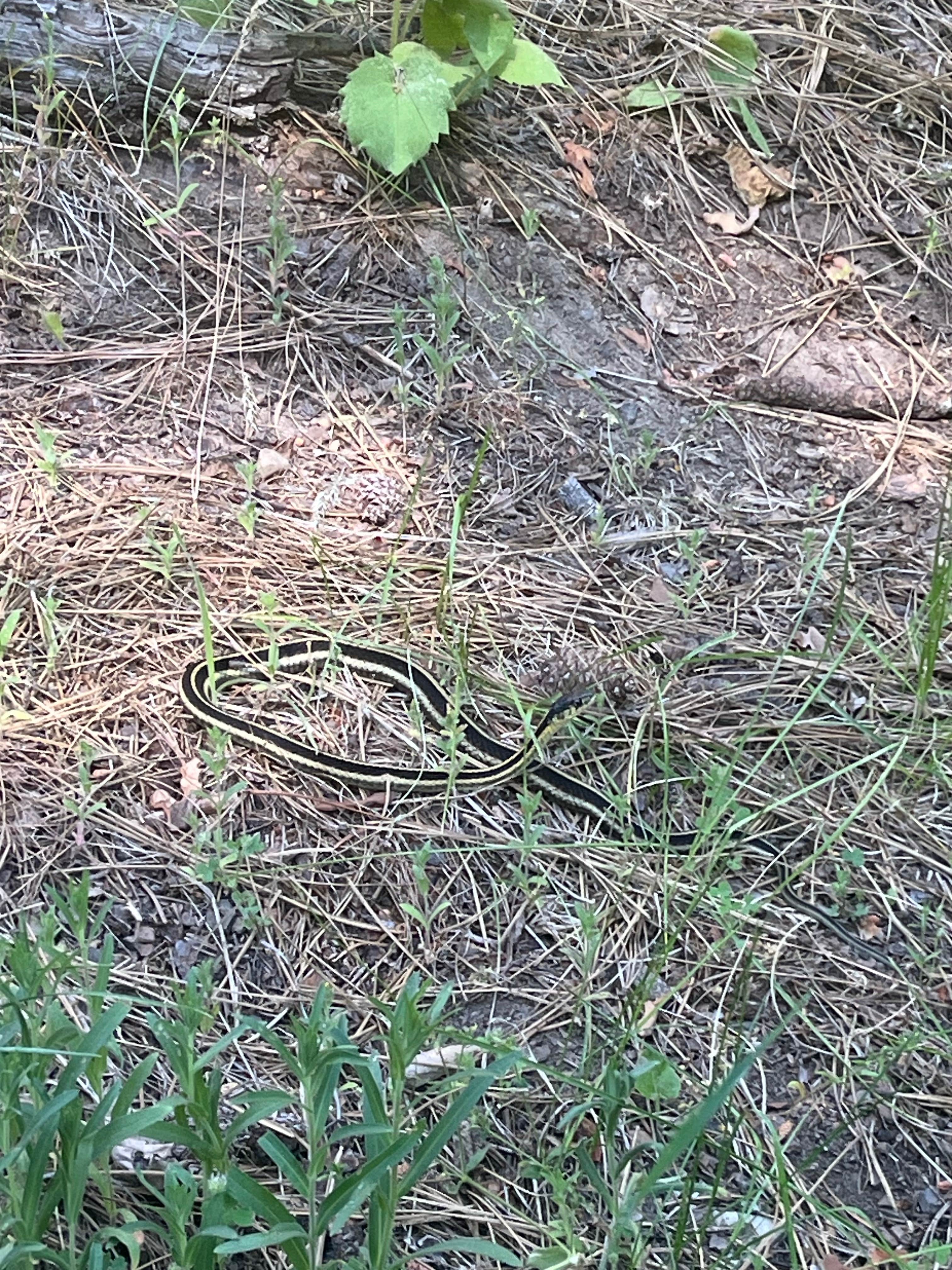 Camper-submitted photo at Billy Fields Forest Camp near Kimberly, OR