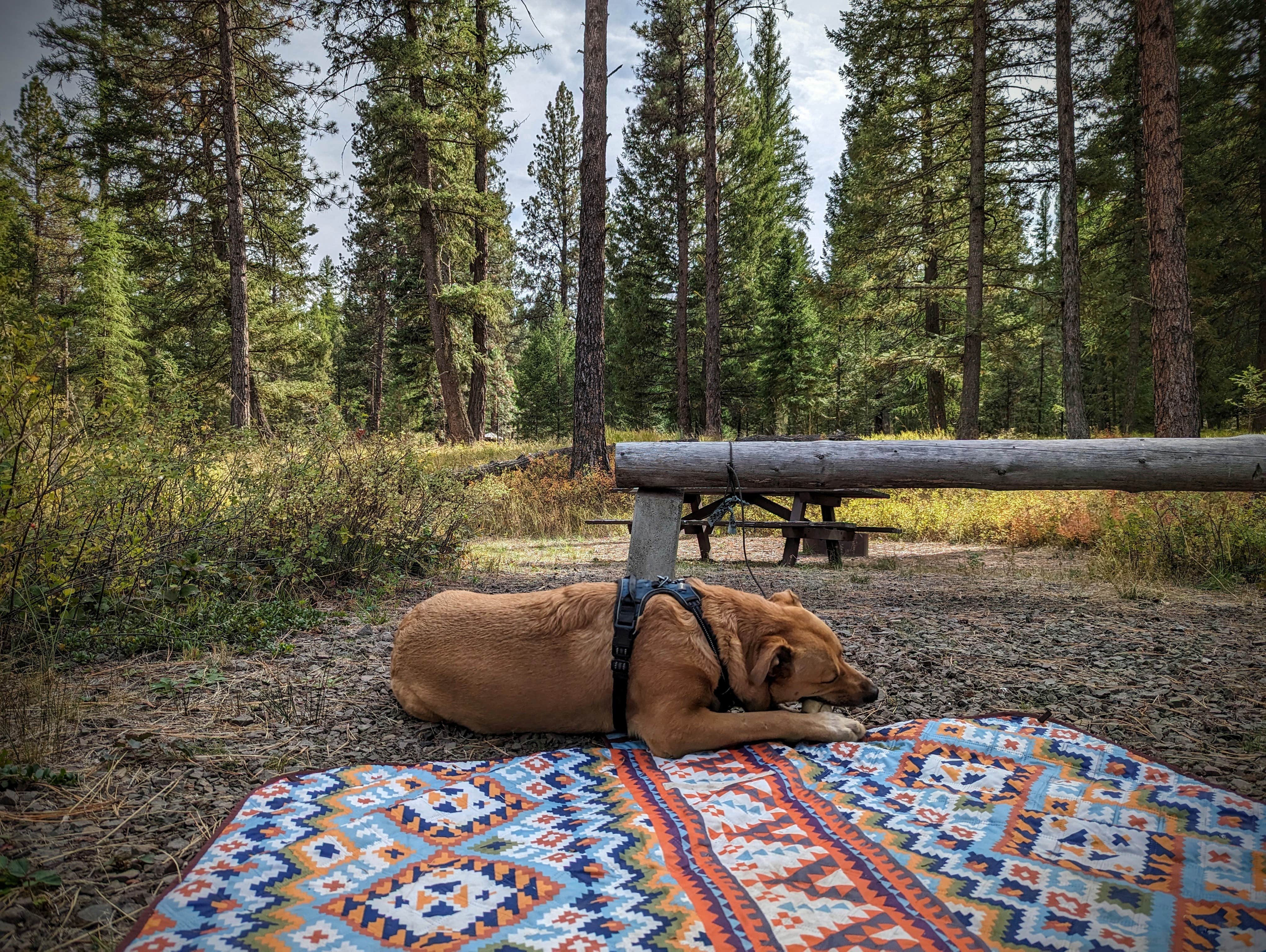 Camper-submitted photo at Bird Track Springs near Meacham, OR