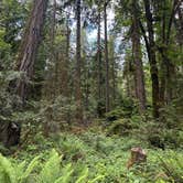 Review photo of Black Canyon Campground - Willamette NF by Kiri D., June 24, 2024