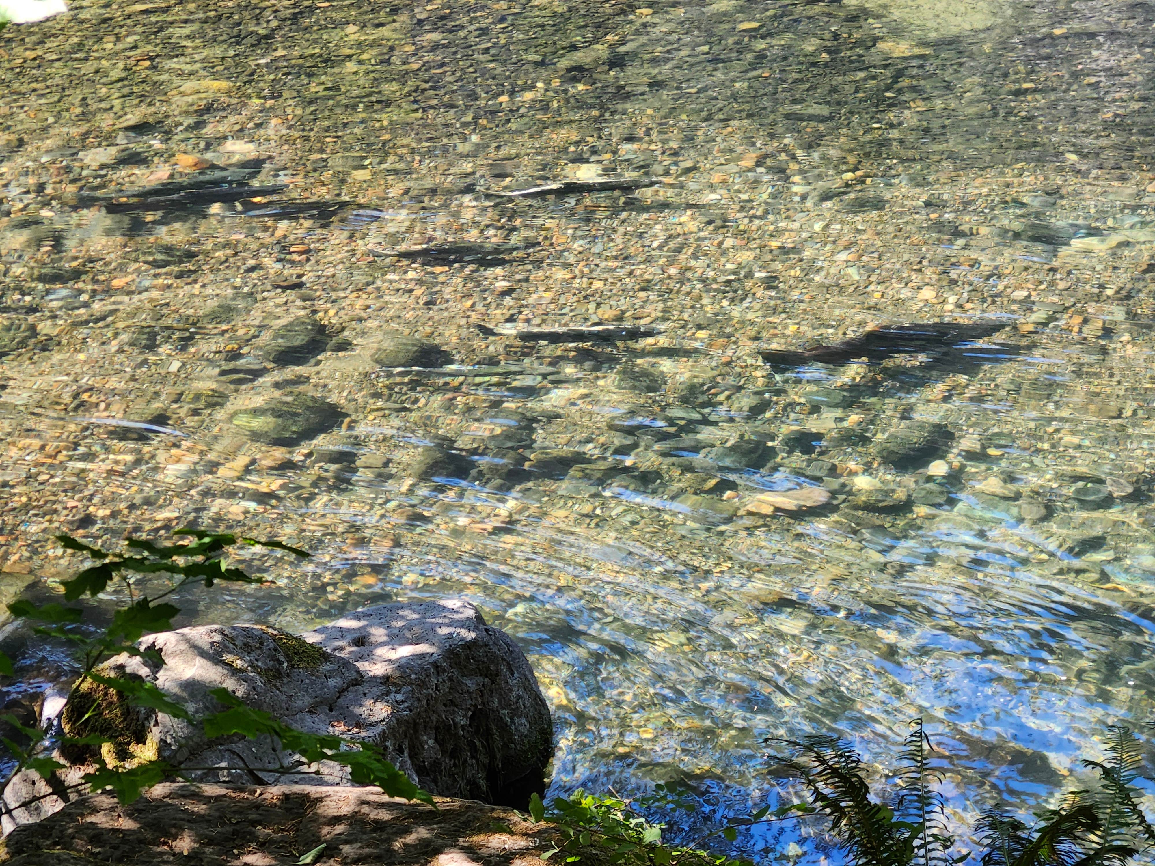 Camper-submitted photo at Boulder Flat Campground near Umpqua National Forest