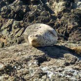 Review photo of Bullards Beach State Park Campground by Rachel G., June 7, 2025
