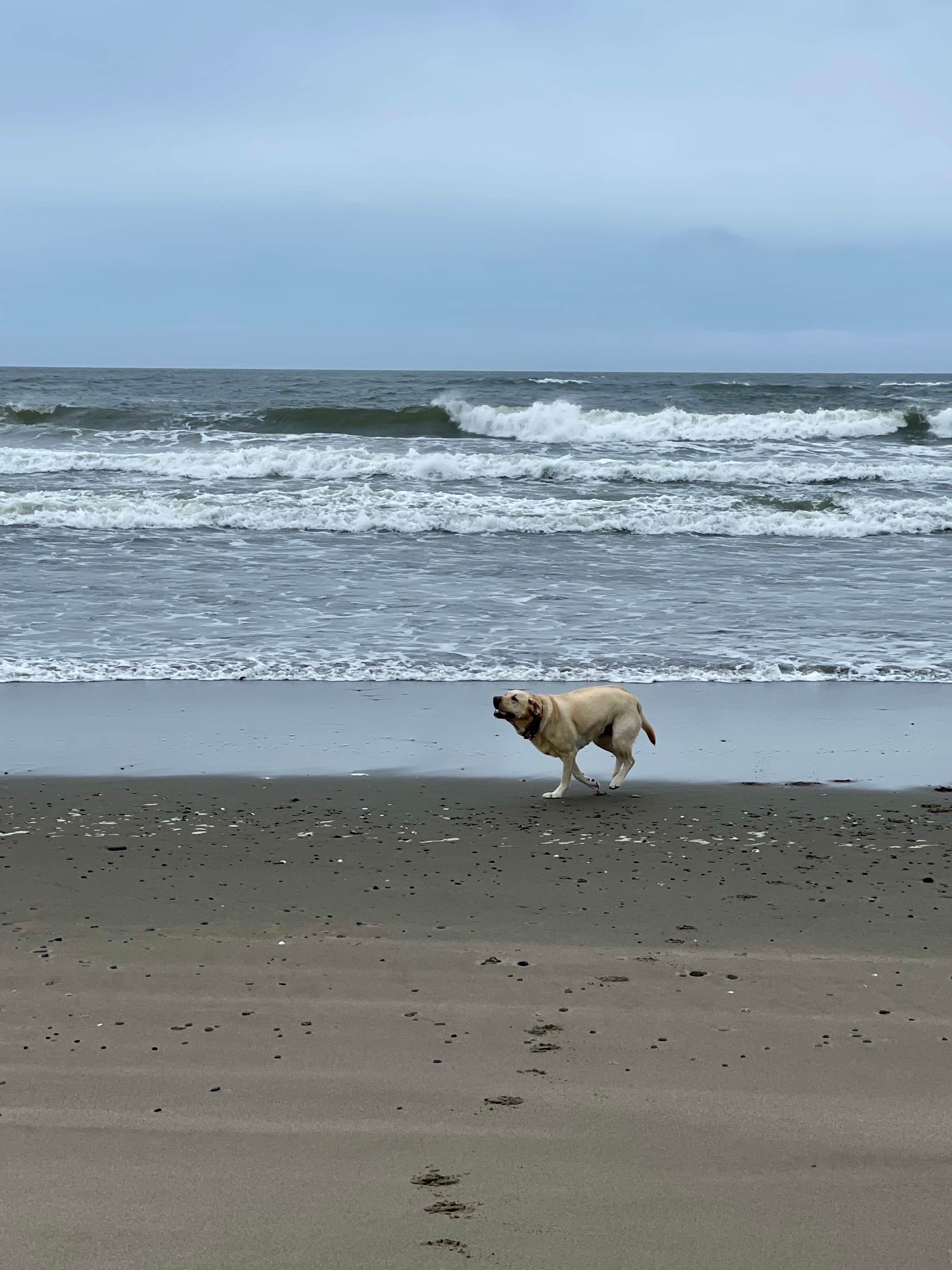 Jennifer C.'s photo of camping with pets at Bullards Beach State Park Campground near Coos Bay, OR