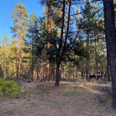 Review photo of Camp Sherman Campground by brenna C., October 3, 2023