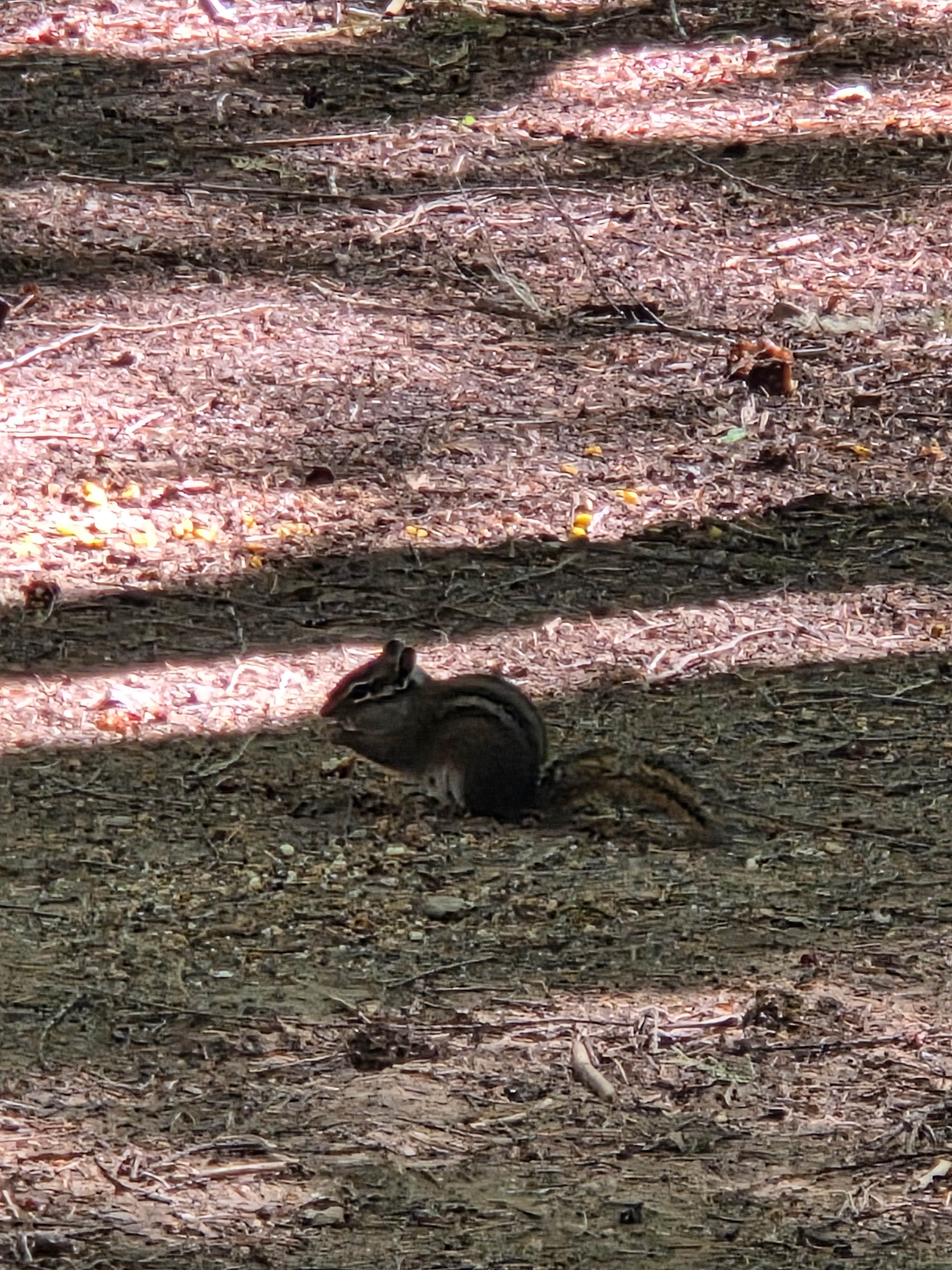 Camper submitted image from Canton Creek Campground - 4
