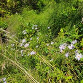 Review photo of Cape Lookout State Park Campground by Alix J., September 14, 2023