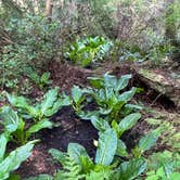 Review photo of Cape Lookout State Park Campground by Lainey P., June 28, 2026