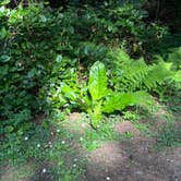 Review photo of Cape Lookout State Park Campground by Lainey P., June 28, 2026