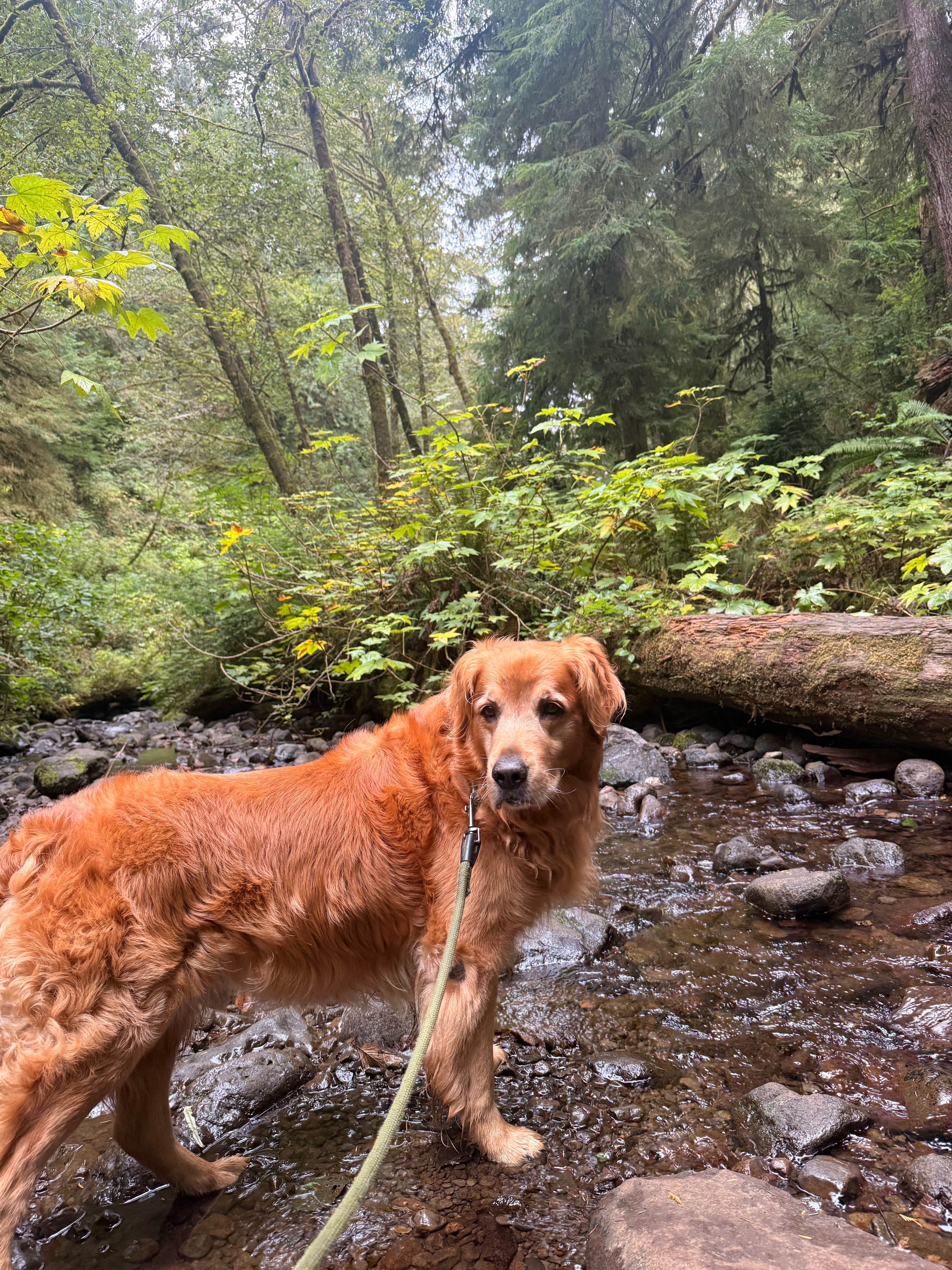 Kylee R.'s photo of camping with pets at Cape Perpetua near Mapleton, OR