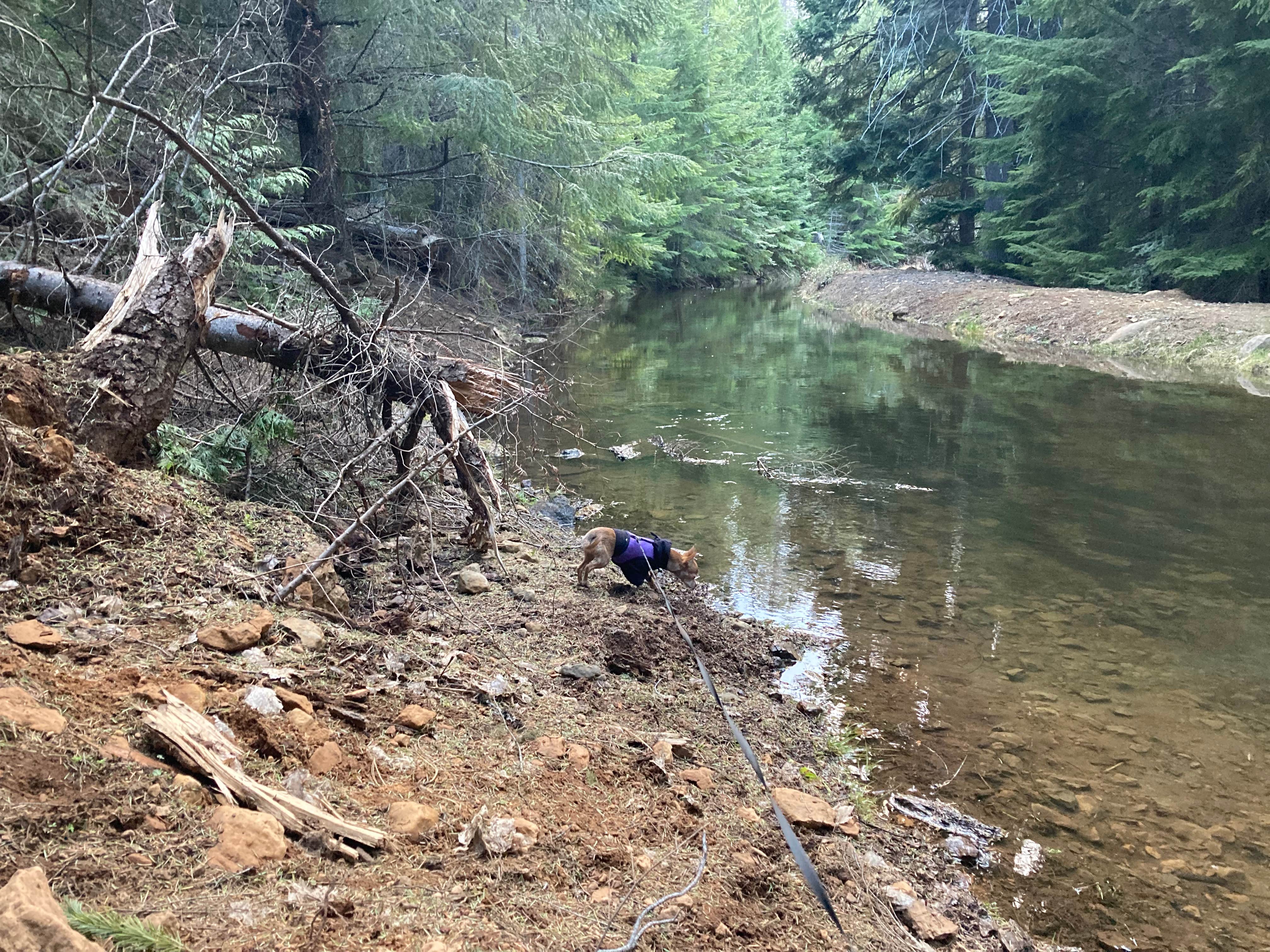 Camper-submitted photo at Clear Creek Crossing Campground near Government Camp, OR