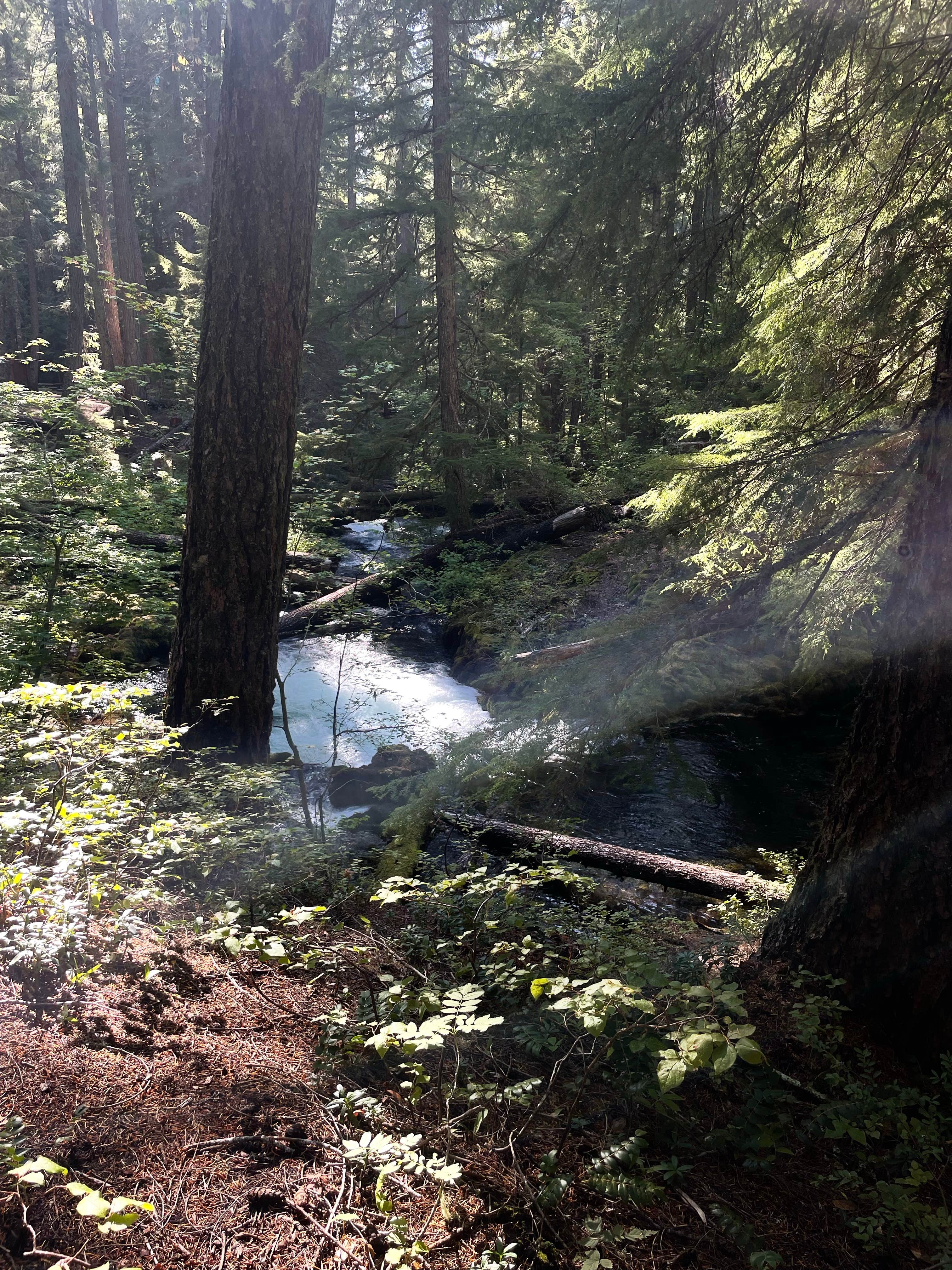 Camper-submitted photo at Clearwater Falls Campground near Umpqua National Forest