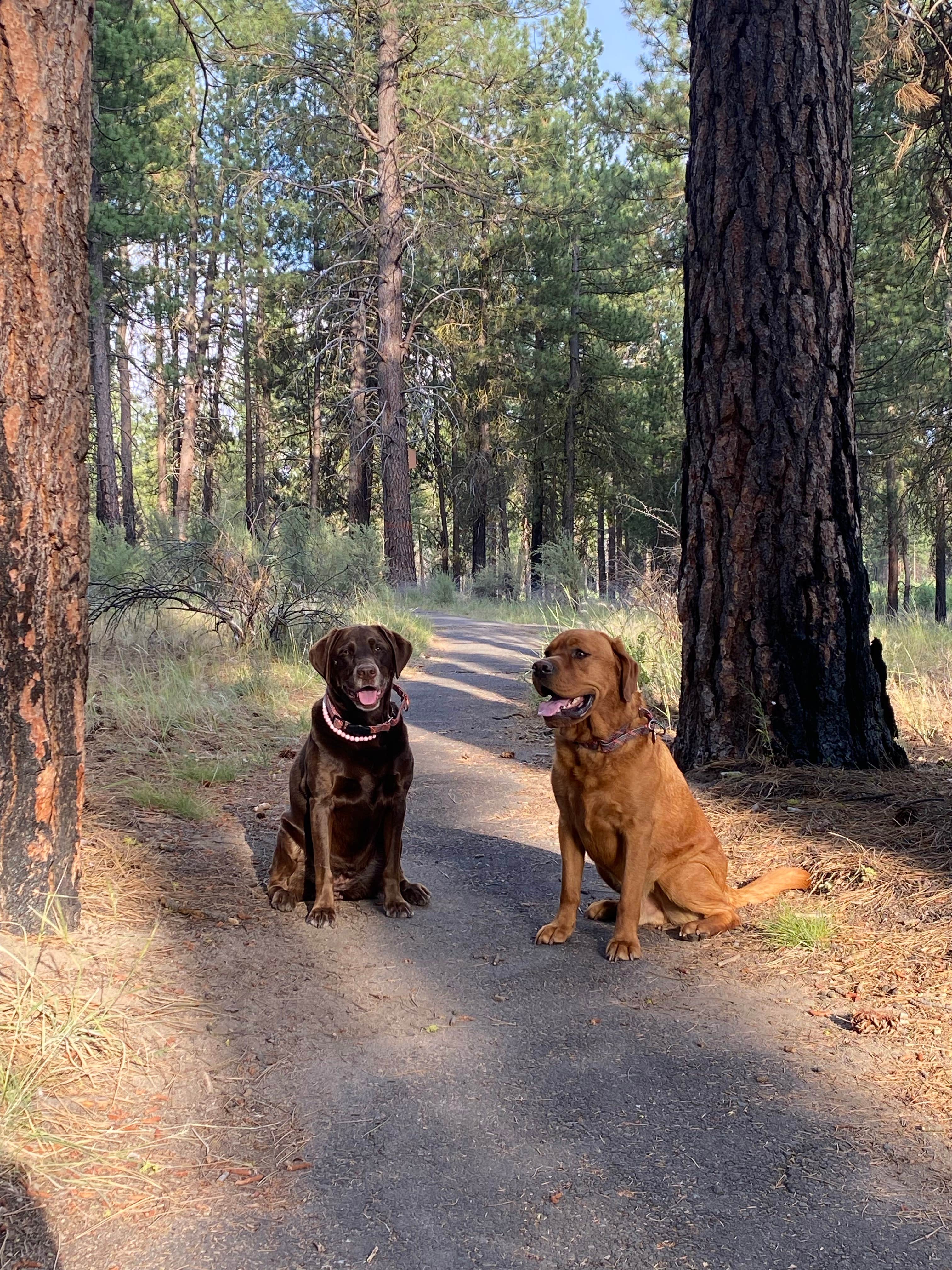 Stephanie G.'s photo of camping with pets at Collier Memorial State Park Campground near Crater Lake National Park