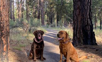 Stephanie G.'s photo of camping with pets at Collier Memorial State Park Campground near Fremont-Winema National Forest