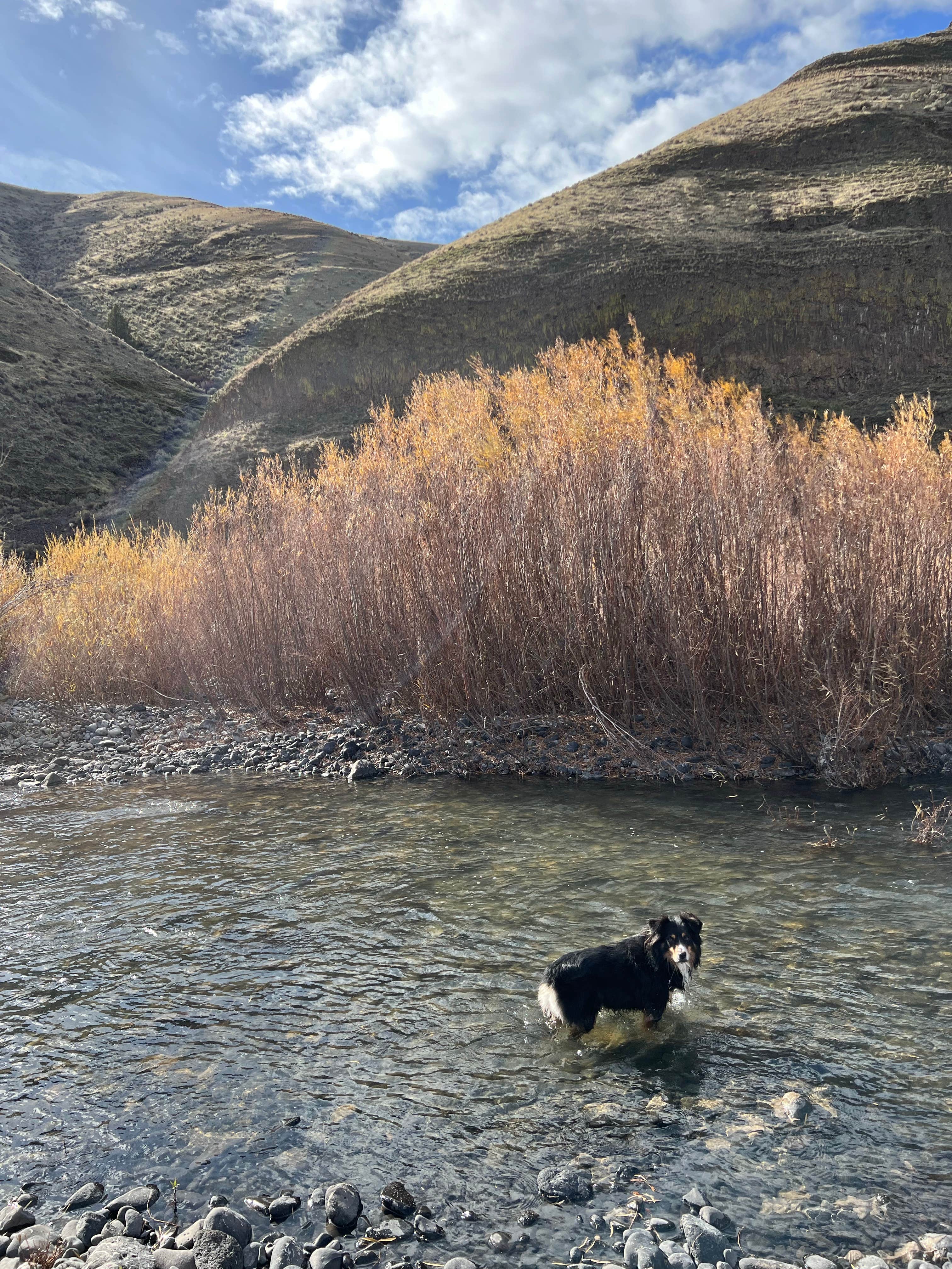 Matt D.'s photo of camping with pets at Lone Tree Campground — Cottonwood Canyon State Park near John Day Lock and Dam, Lake Umatilla