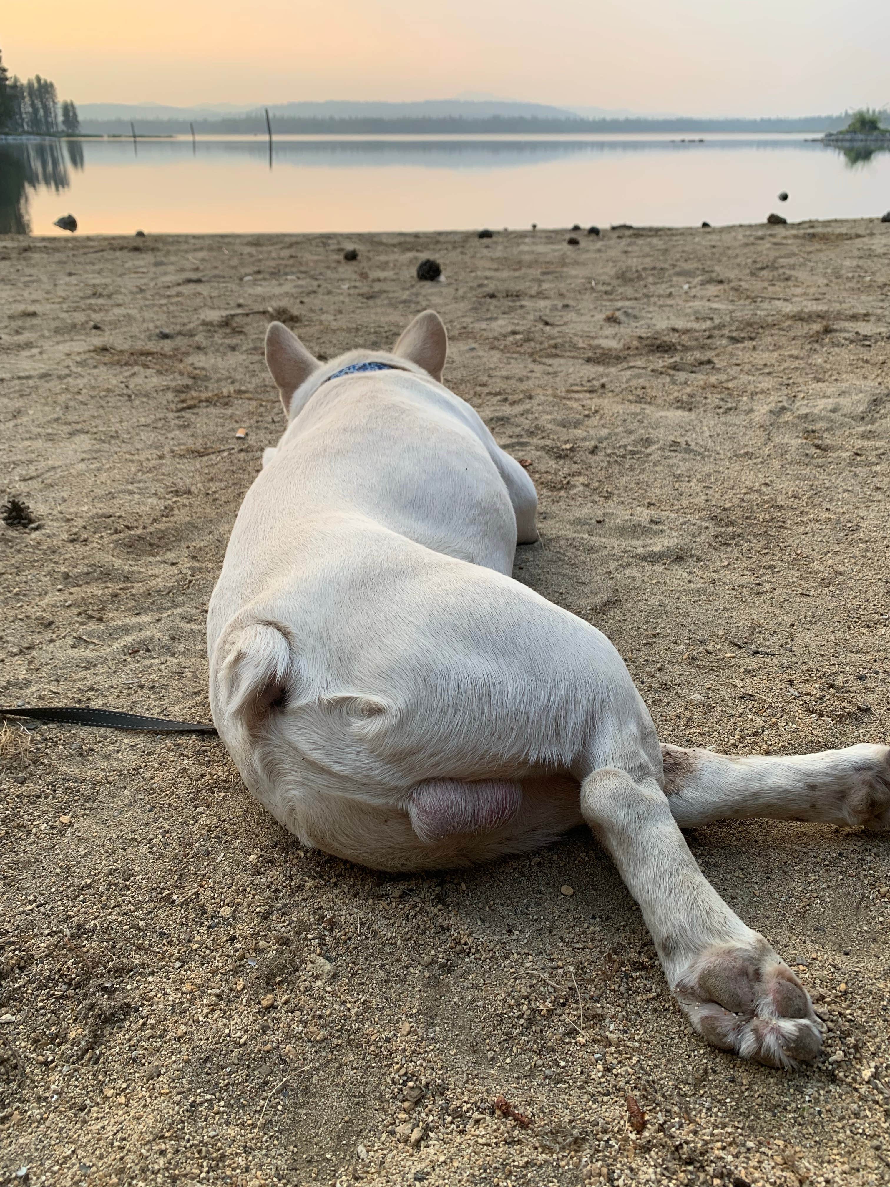 S. Renae M.'s photo of camping with pets at Crane Prairie Campground near La Pine, OR
