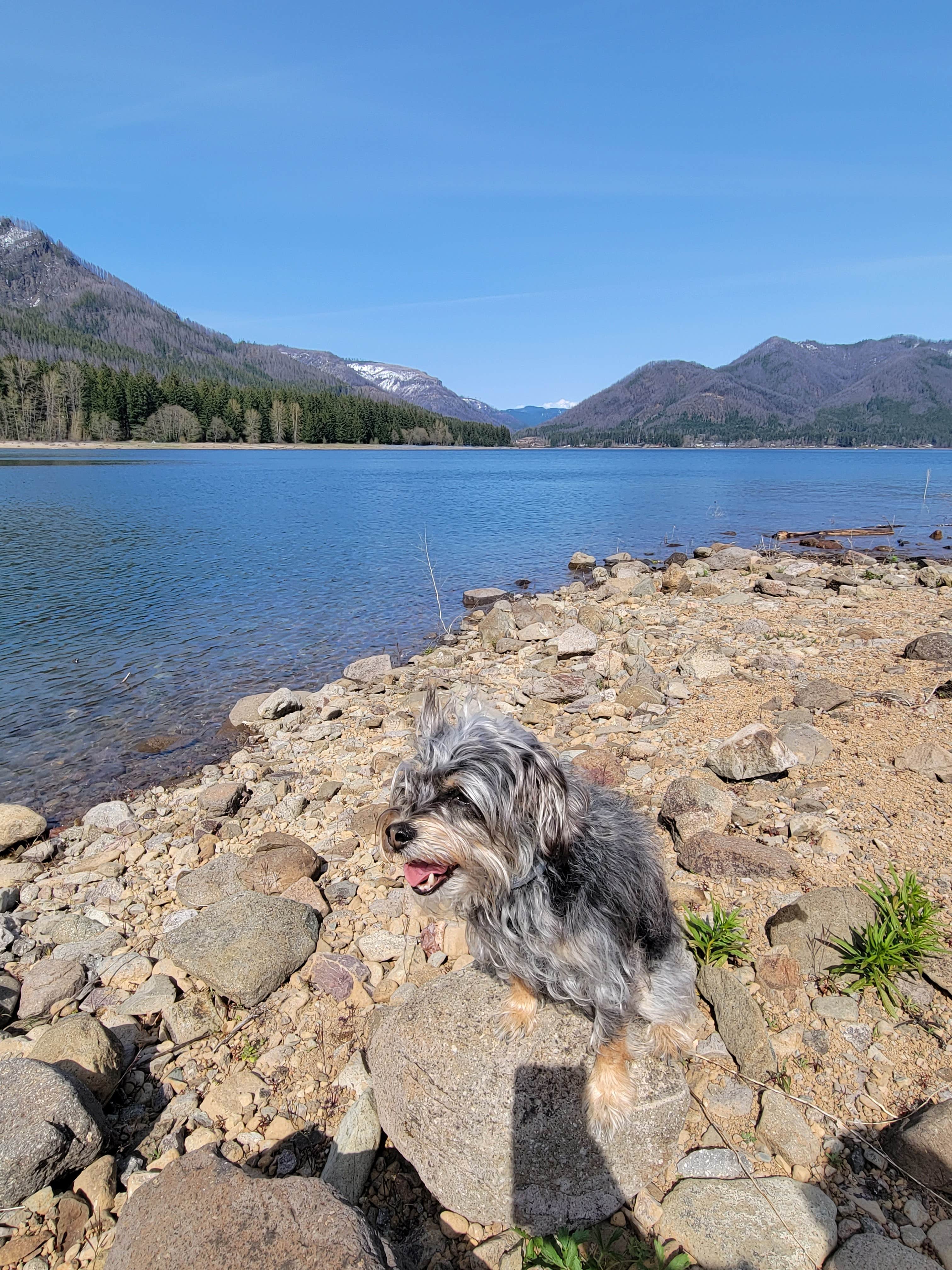 Alix J.'s photo of camping with pets at Detroit Lake State Recreation Area Campground near Sublimity, OR