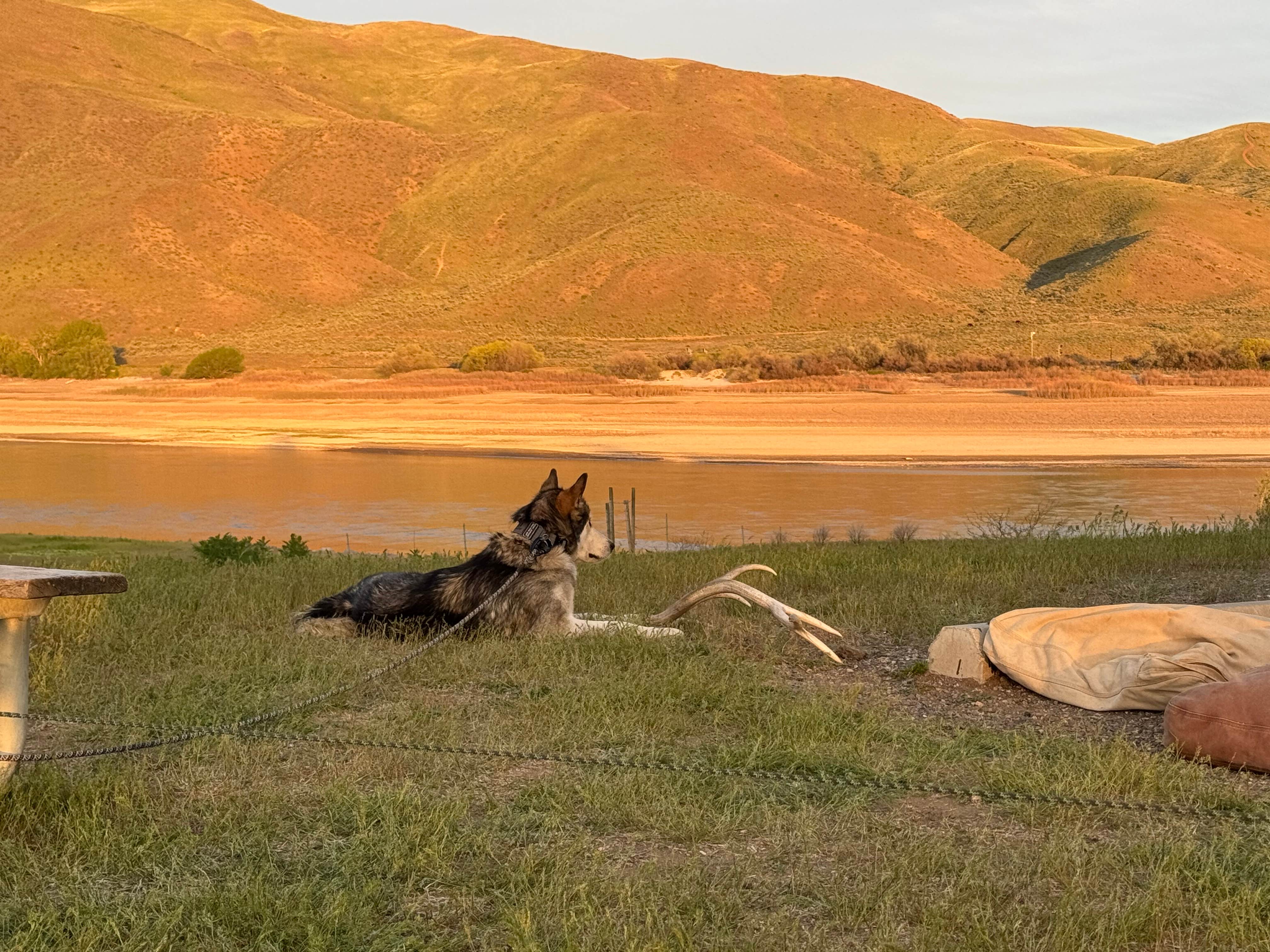 Cable A.'s photo of camping with pets at Farewell Bend State Recreation Area Campground near Durkee, OR