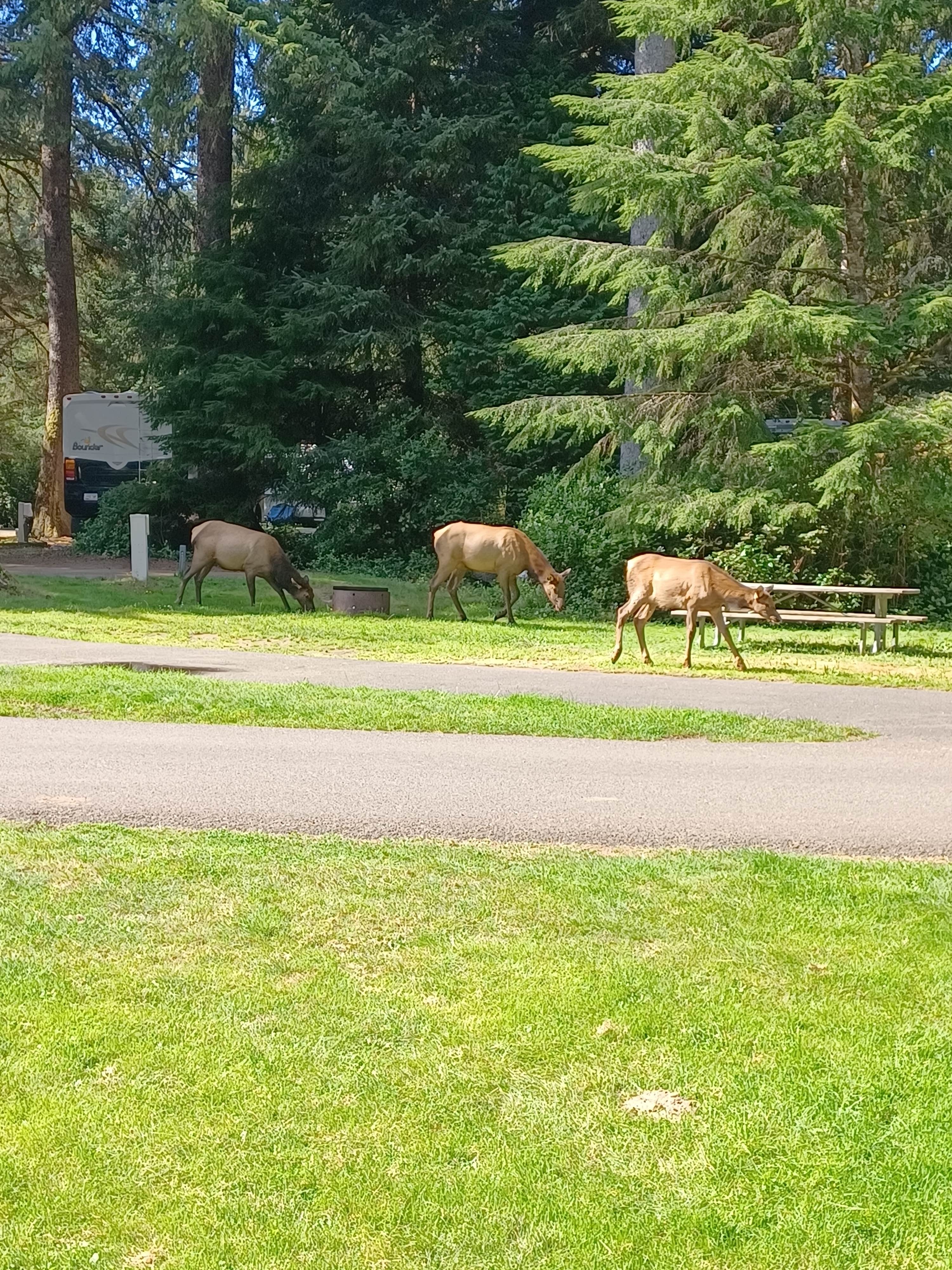 Marty P.'s photo of camping with a horse at Fort Stevens State Park Campground near Manzanita, OR