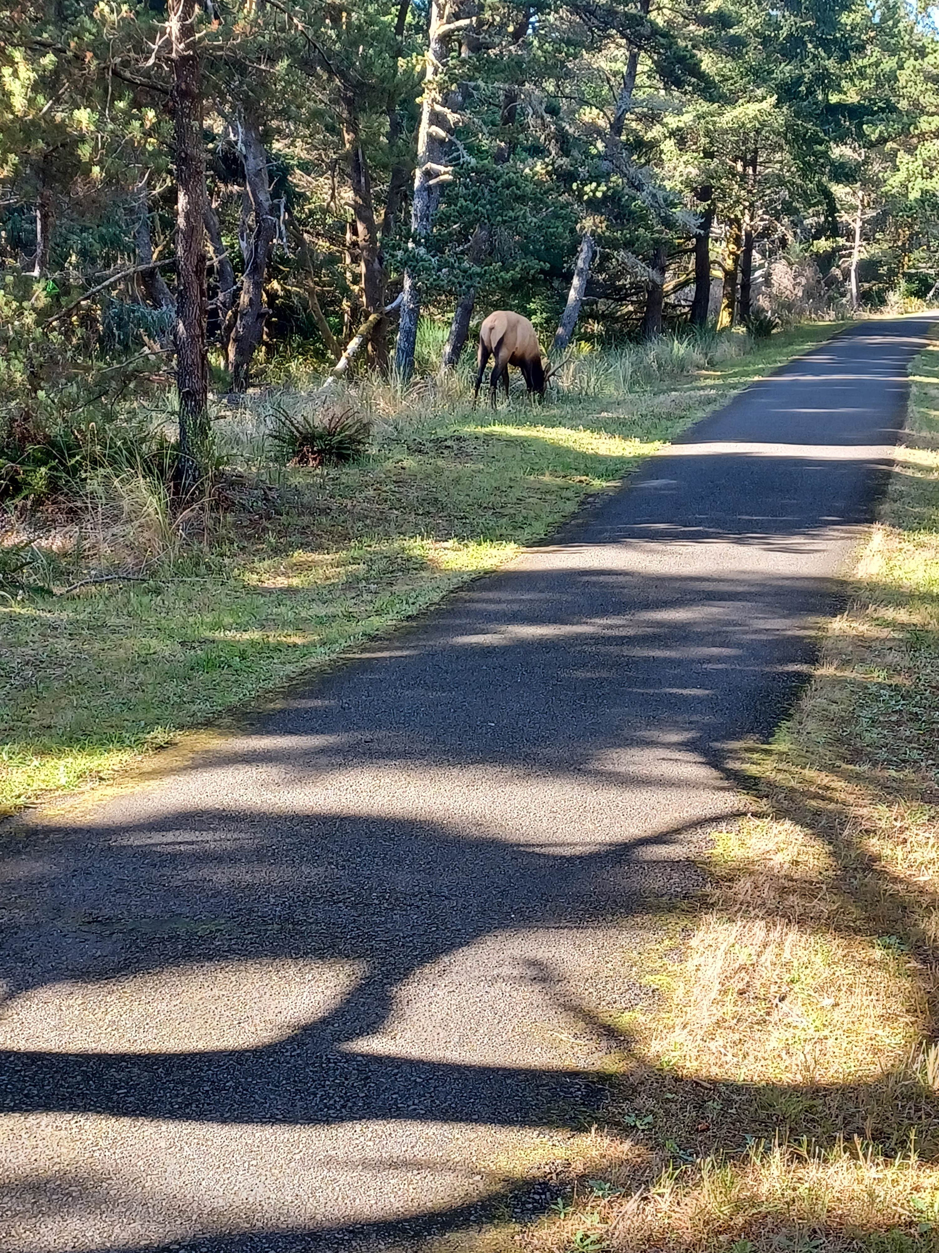 Marty P.'s photo of camping with a horse at Fort Stevens State Park Campground near Westport, WA