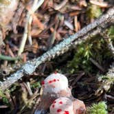 Review photo of Fort Stevens State Park Campground by Lainey P., September 14, 2025