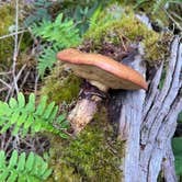 Review photo of Fort Stevens State Park Campground by Lainey P., September 14, 2025