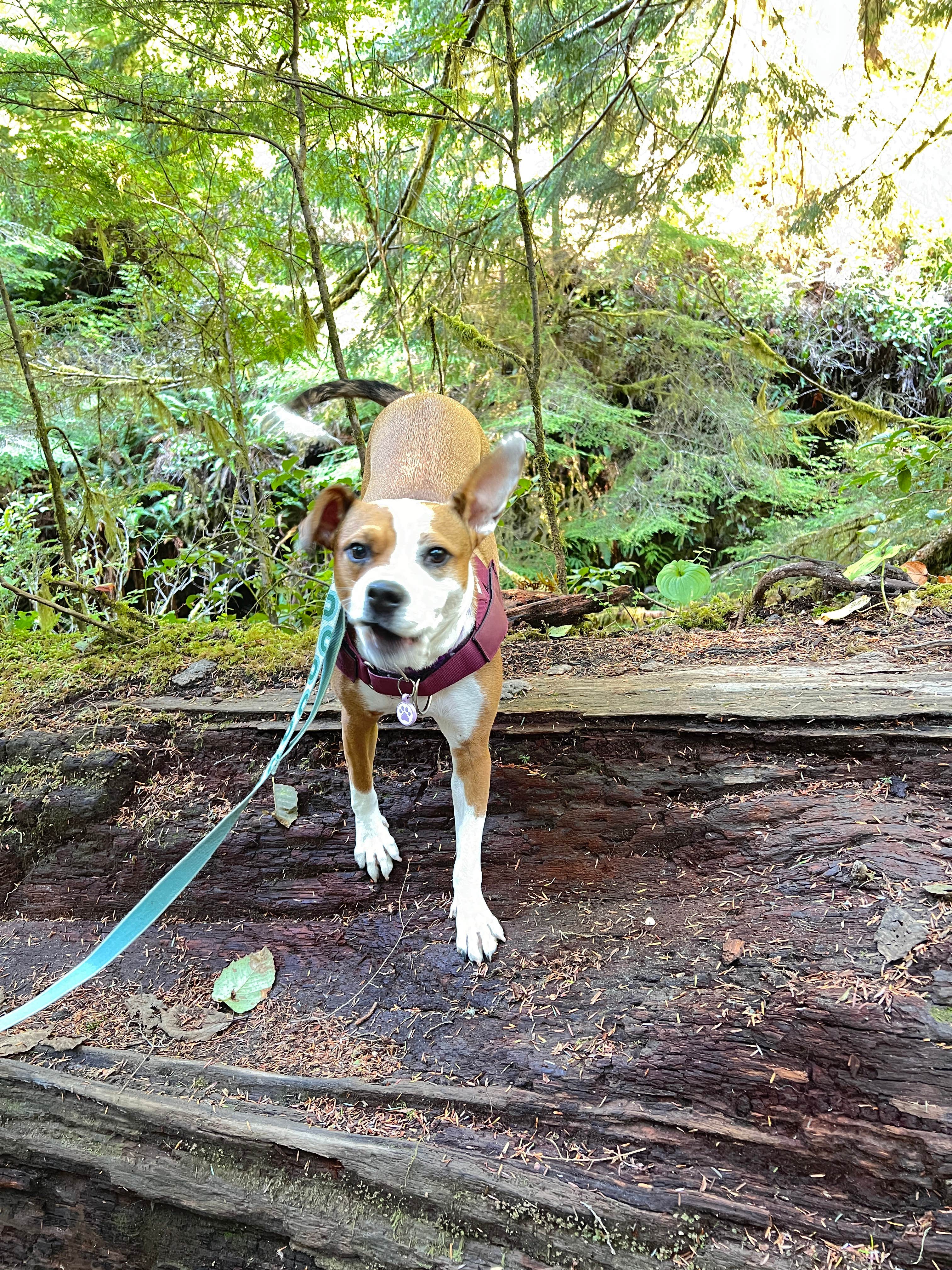 Lainey P.'s photo of camping with pets at Fort Stevens State Park Campground near Chinook, WA