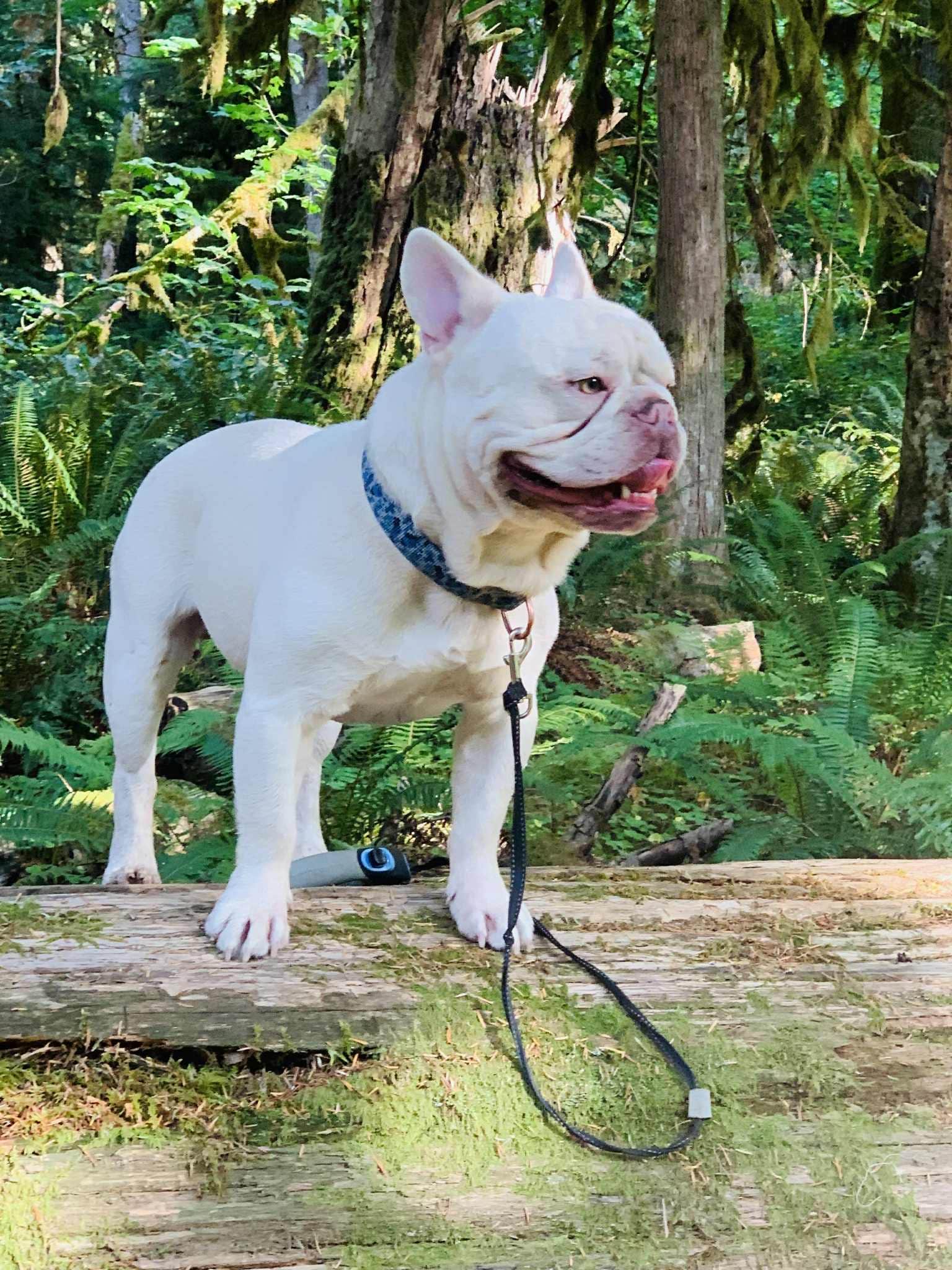 S. Renae M.'s photo of camping with pets at Green Canyon near Brightwood, OR
