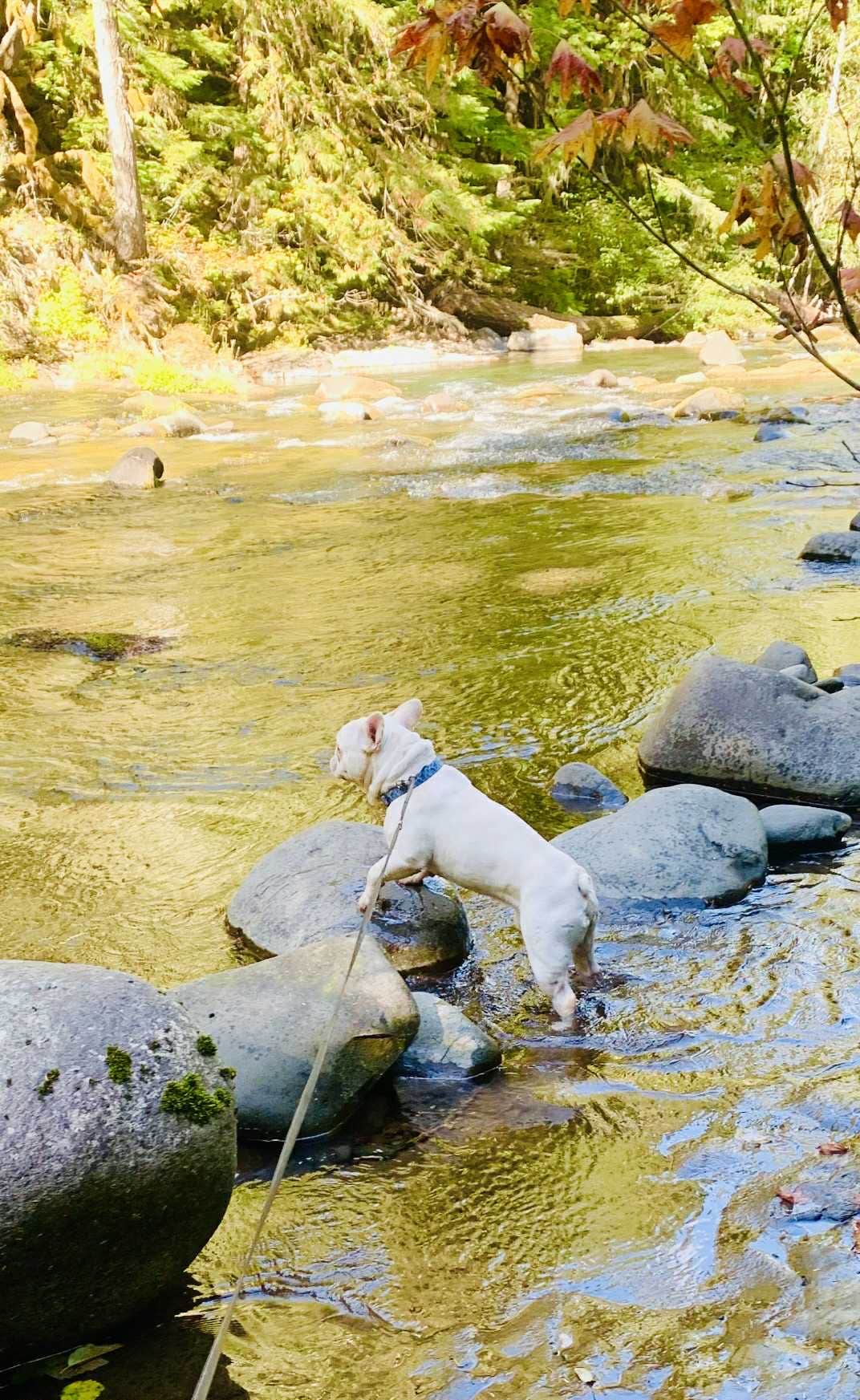 S. Renae M.'s photo of camping with pets at Green Canyon near Brightwood, OR