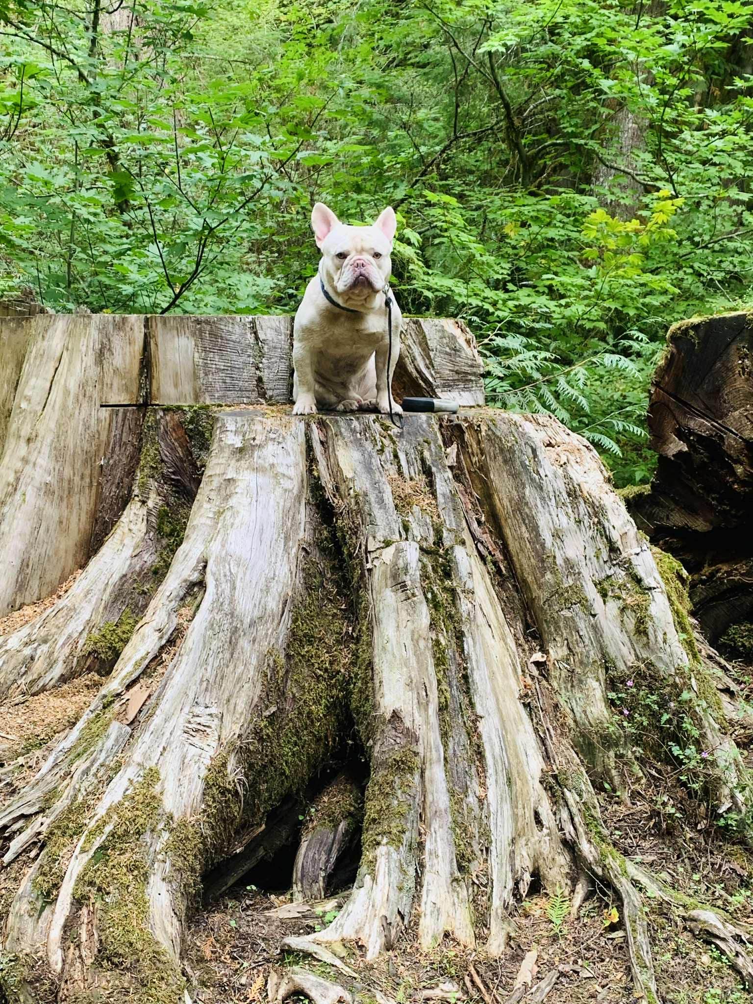 S. Renae M.'s photo of camping with pets at Green Canyon near Government Camp, OR